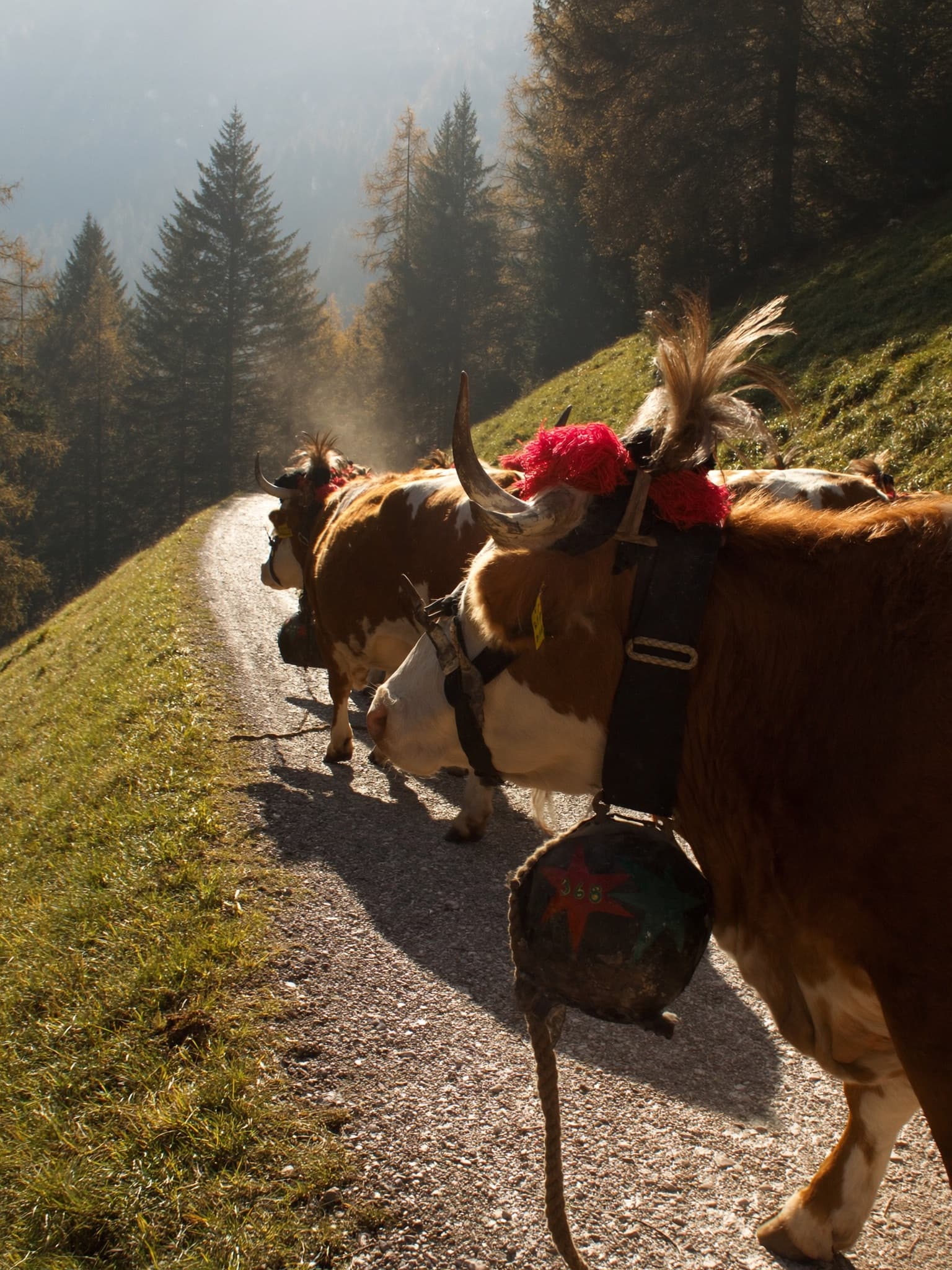 La desmalgada, la discesa tradizionale del bestiame dagli alpeggi a fine estate