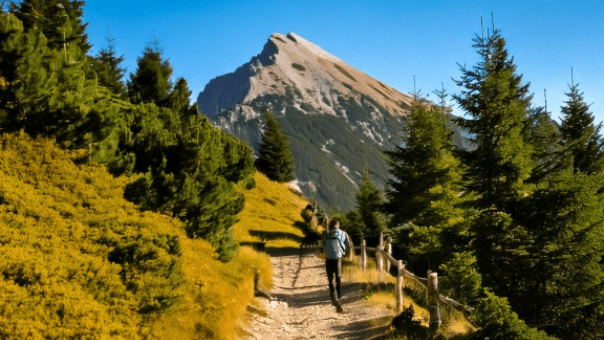 Escursionista tra gli alberi lungo il sentiero — piano Trail