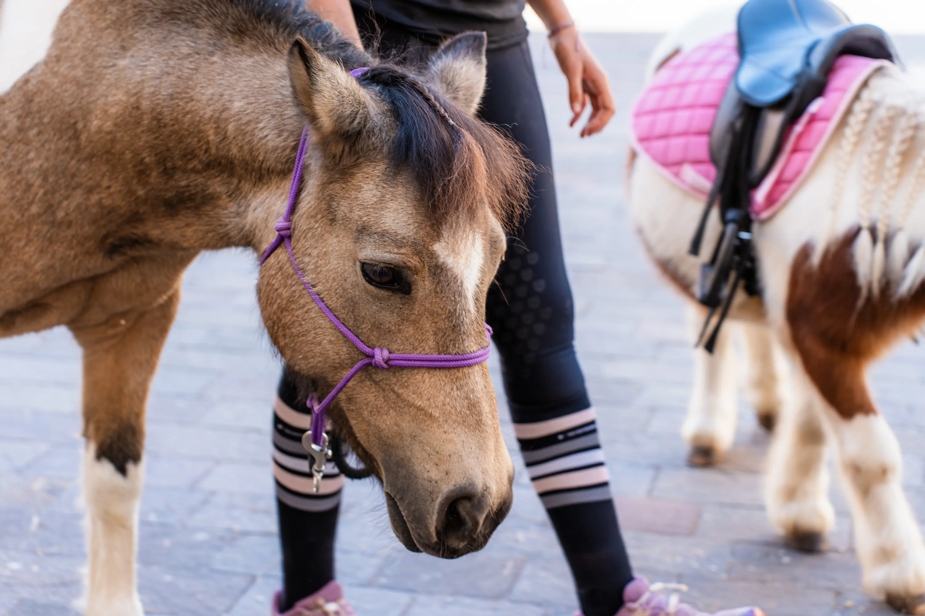 Un pony con la capezza viola in mezzo alla via e, dietro, un secondo pony con la sella rosa