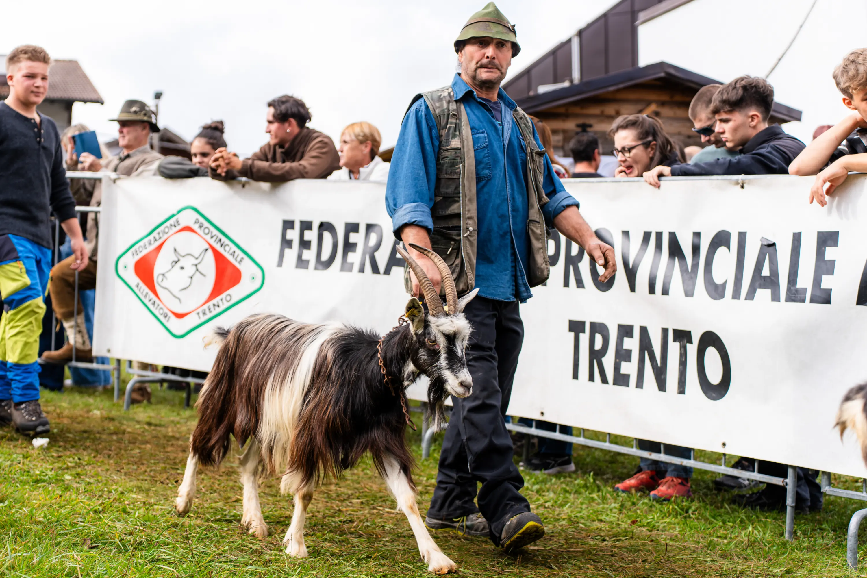 Un allevatore con il cappello verde accompagna un becco dal pelo lungo davanti allo striscione della Federazione Provinciale Allevatori di Trento