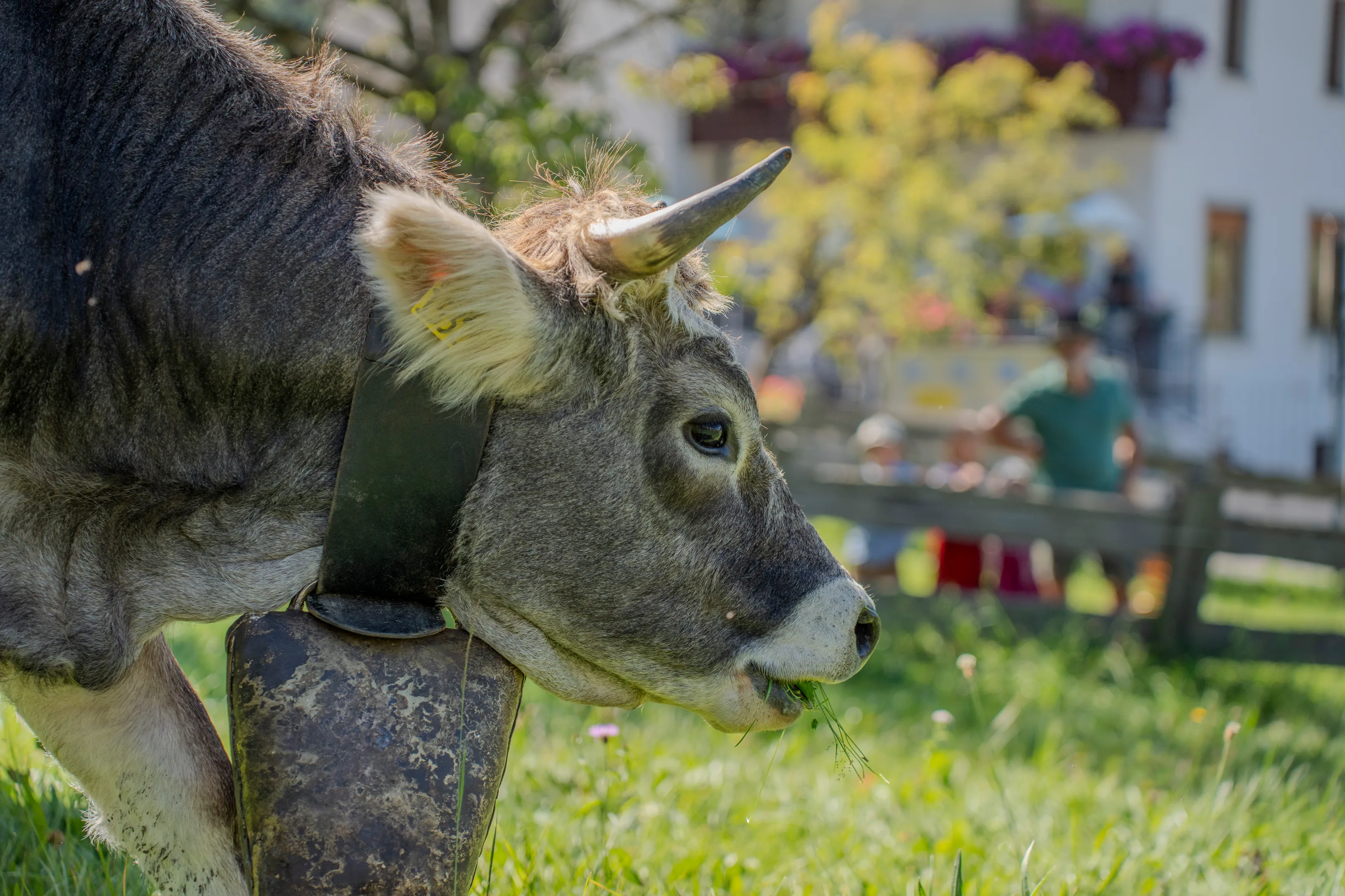 Primo piano di un campanaccio di ottone al collo di una mucca