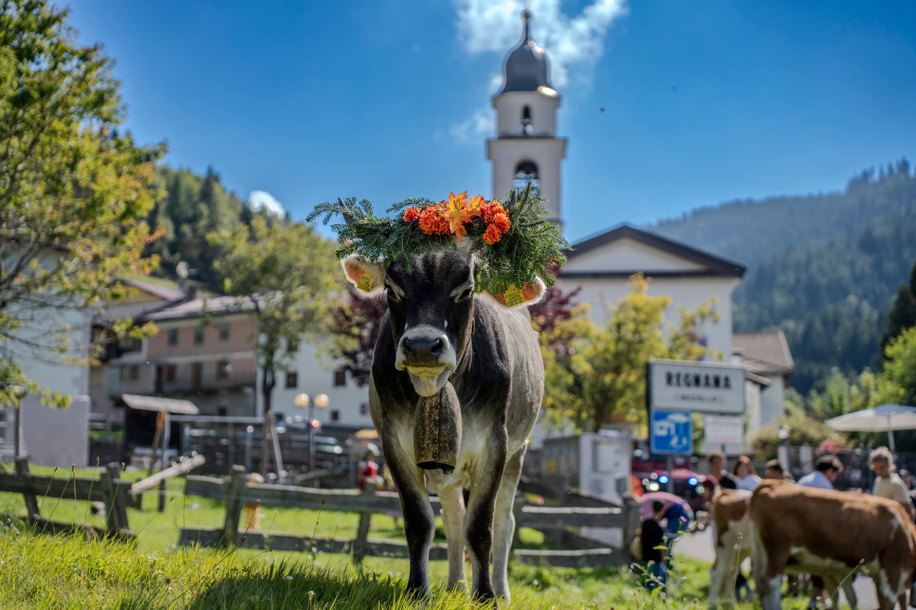 Una mucca con la corona di fiori arancioni sul prato, davanti al campanile di Regnana e alle montagne