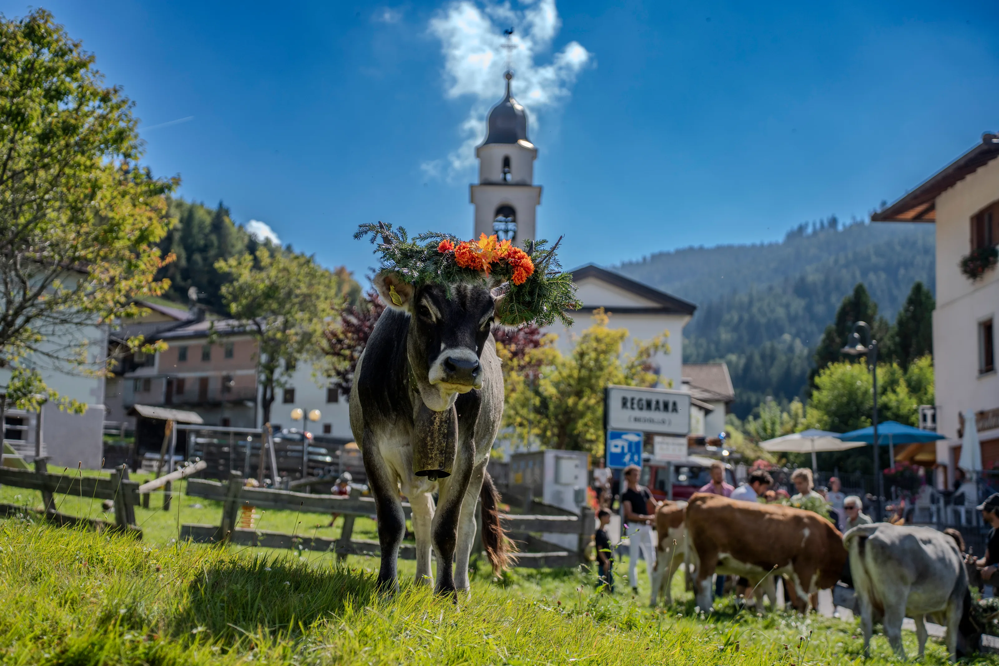Una mucca con la corona di fiori davanti al campanile, con il paese sullo sfondo