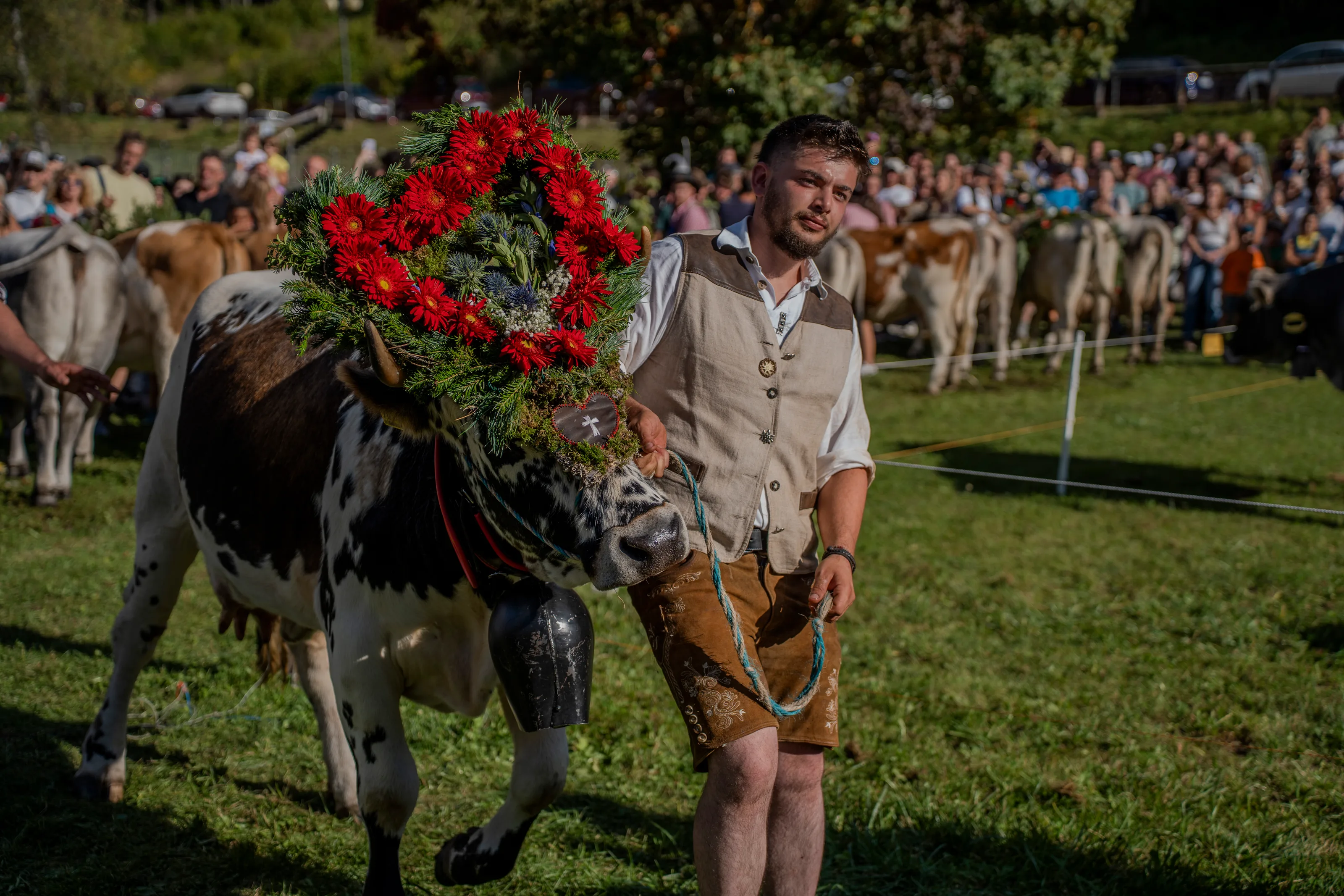 Mucca con una corona di fiori rossi a forma di cuore, condotta da un malgaro