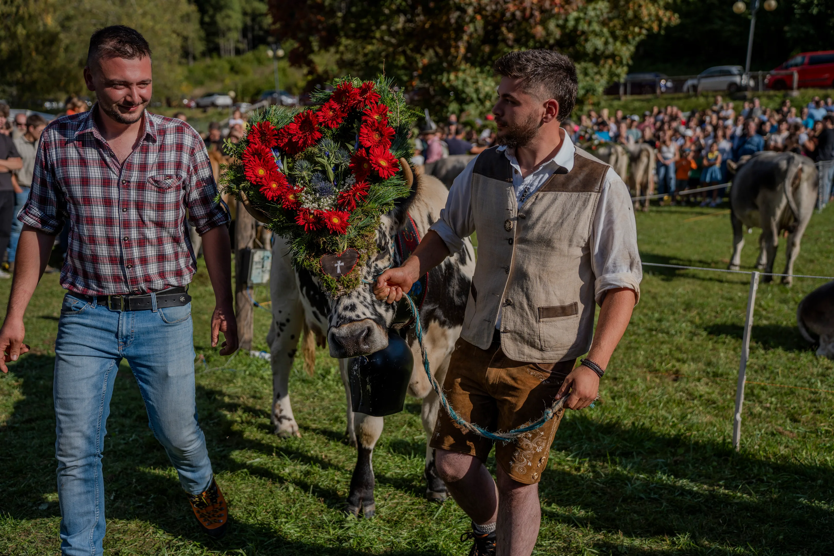 Corona di fiori rossi a cuore su una mucca durante la premiazione