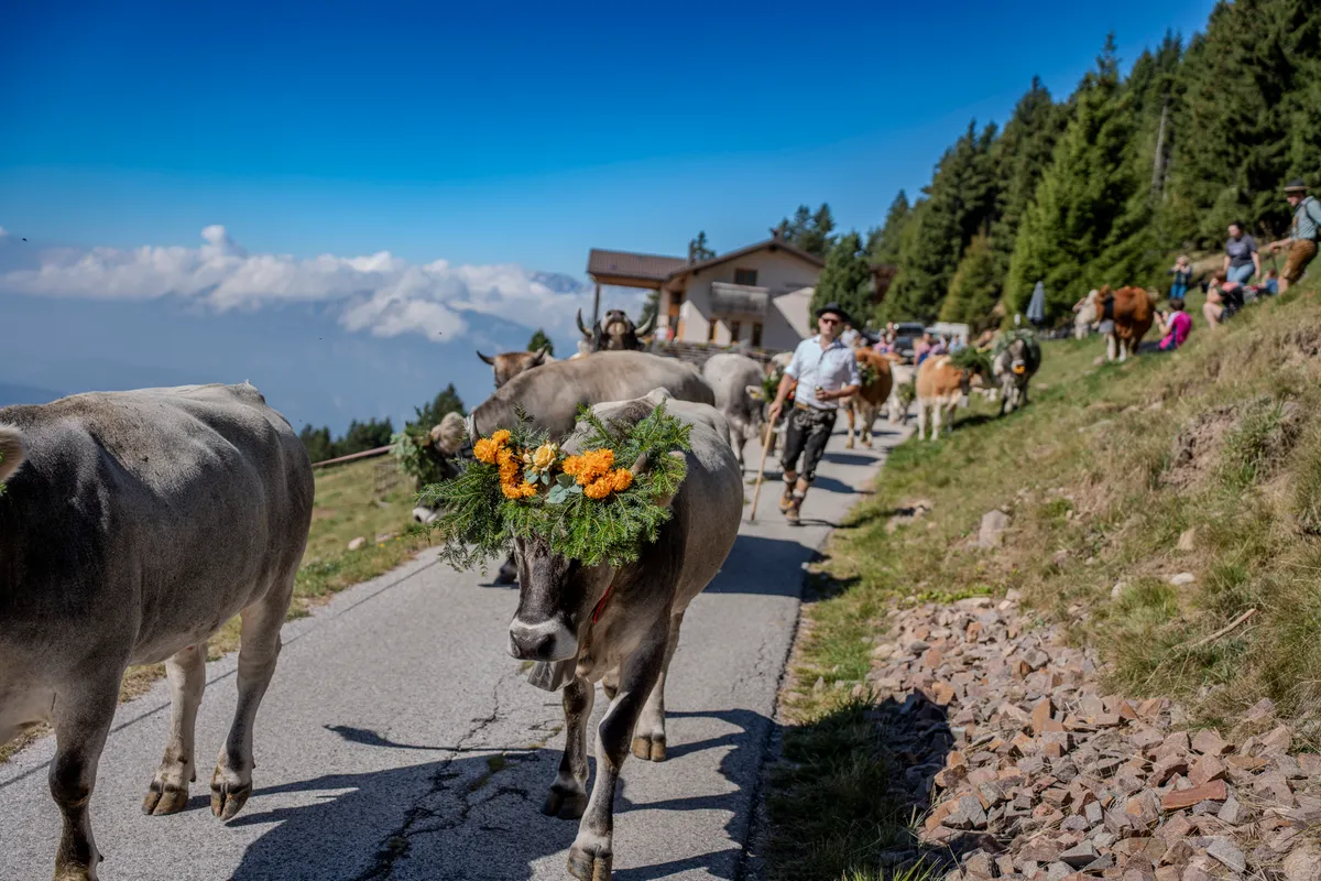 Le mucche inghirlandate scendono dall'alpeggio lungo la strada, con la valle sullo sfondo