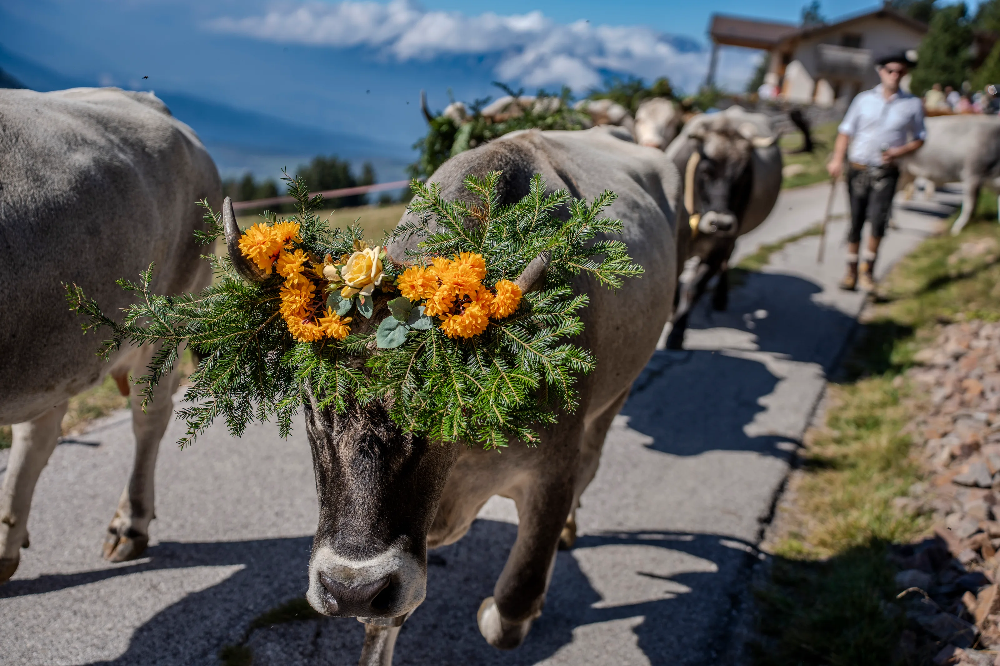 Una mucca con la corona di girasoli scende frontalmente la strada, le montagne alle spalle