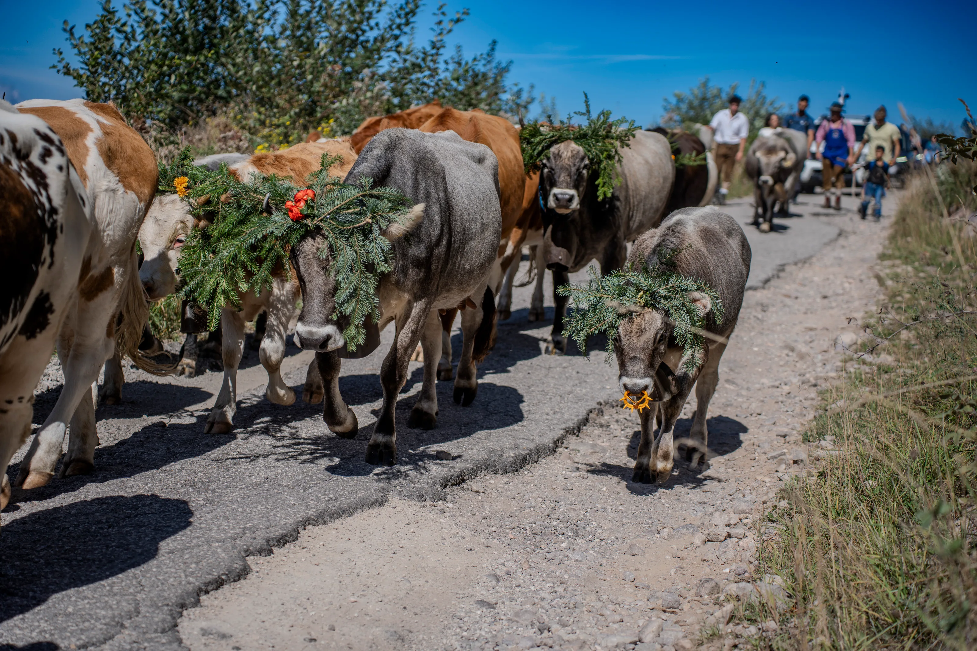 La mandria in discesa lungo la strada con i pastori dietro