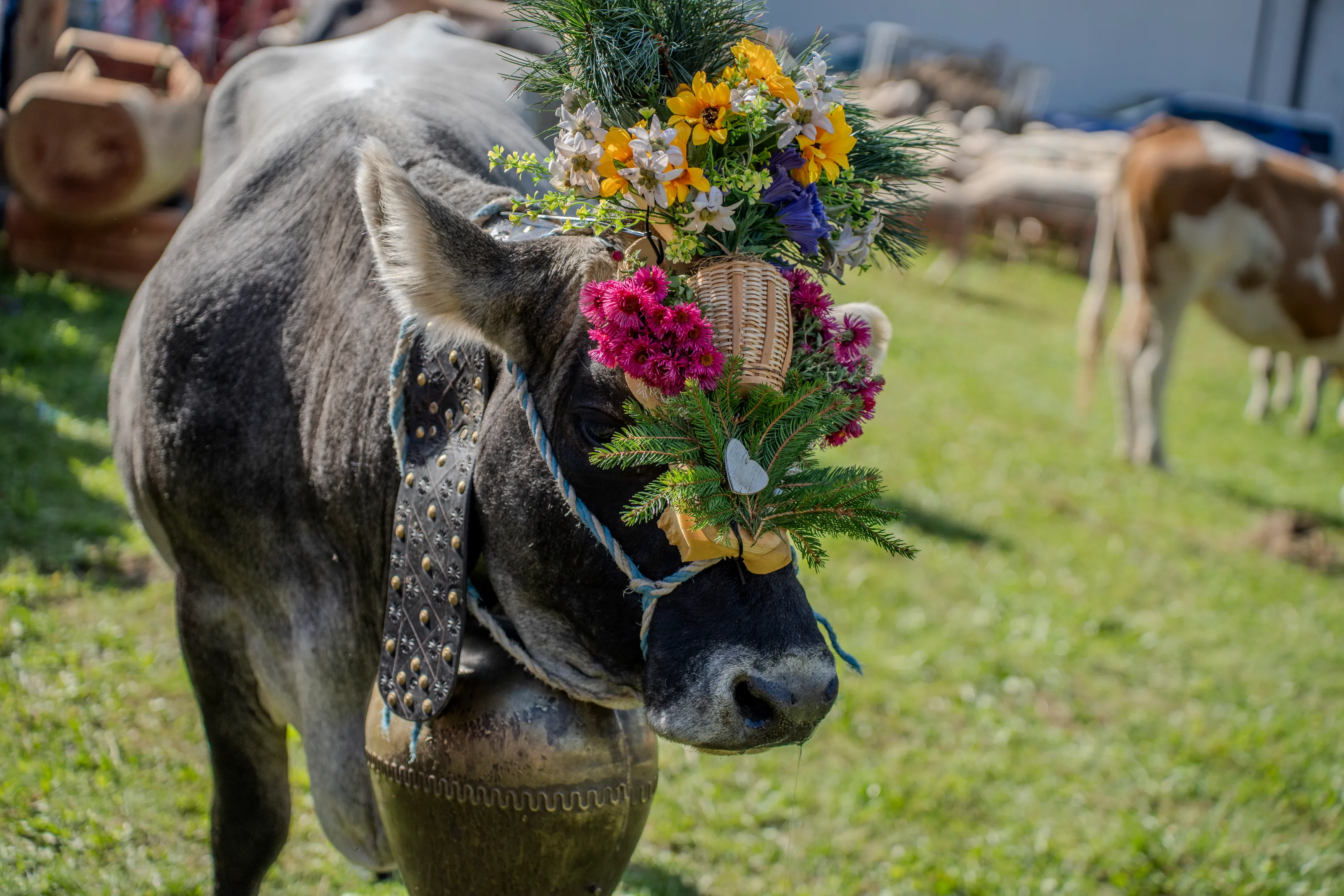 Primo piano di una mucca con una corona di fiori di campo coloratissima, sul prato