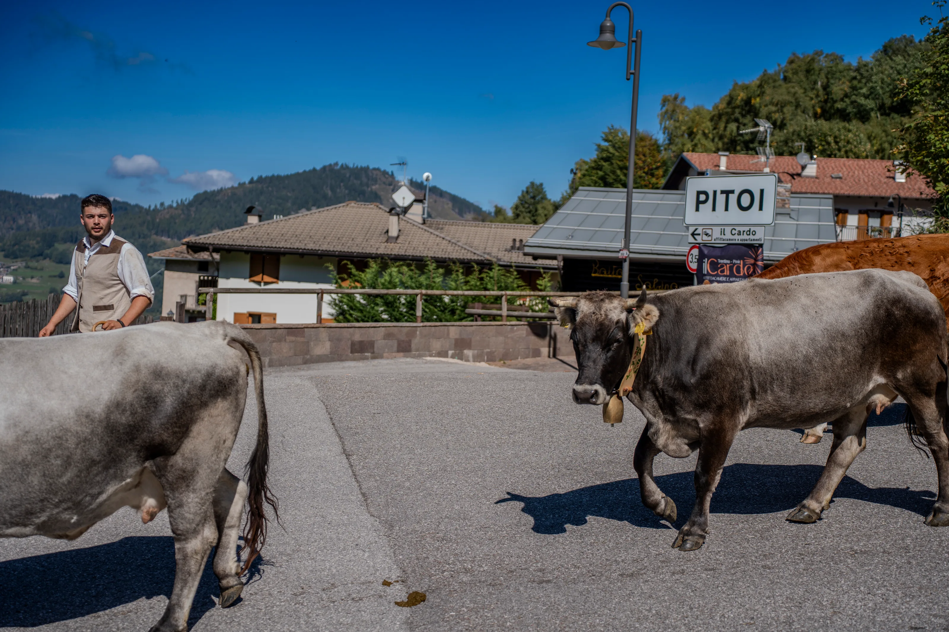 Due mucche percorrono la strada quasi vuota del paese, un uomo le segue a distanza