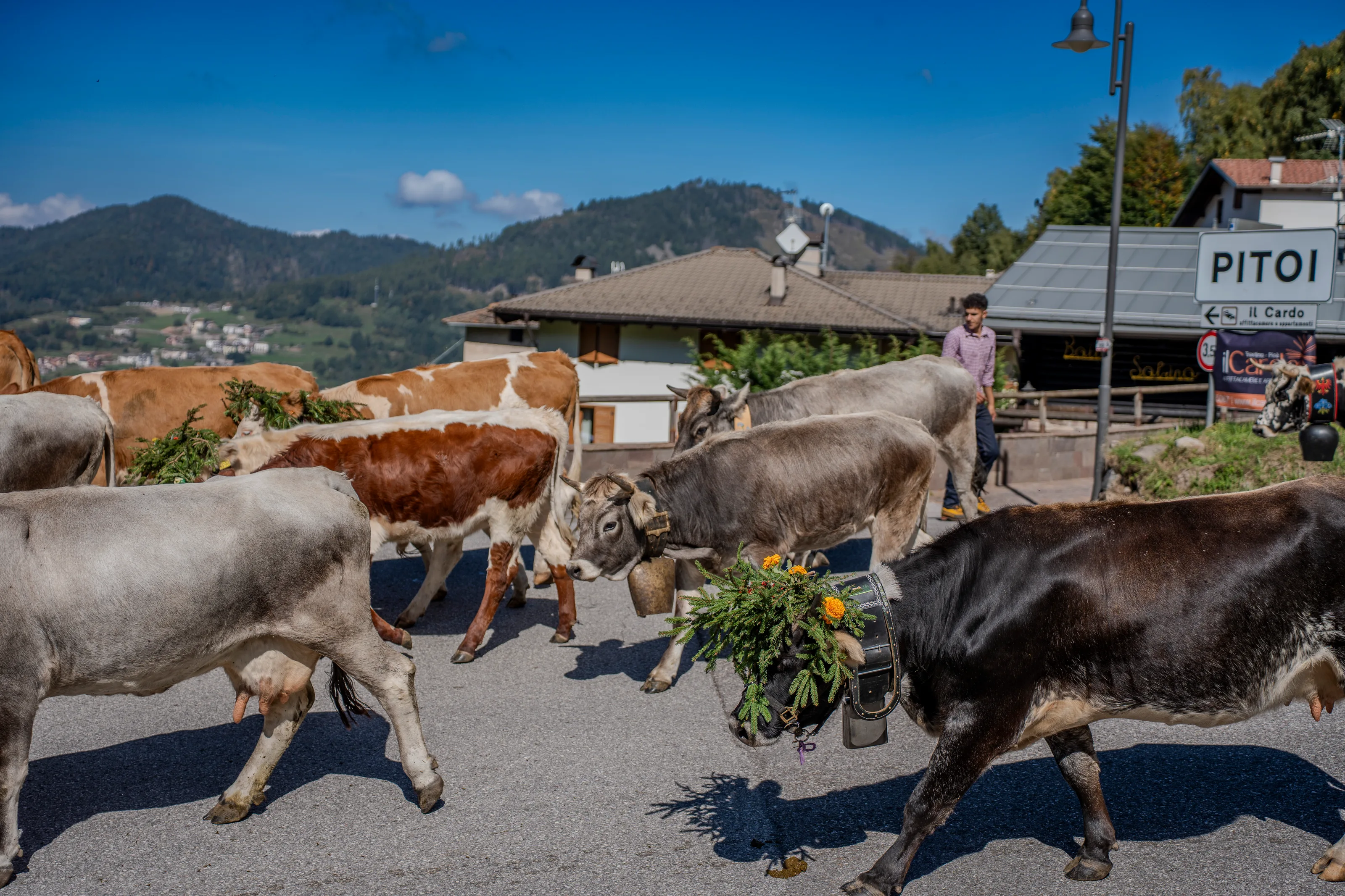 Le mucche attraversano la strada del paese davanti alle case