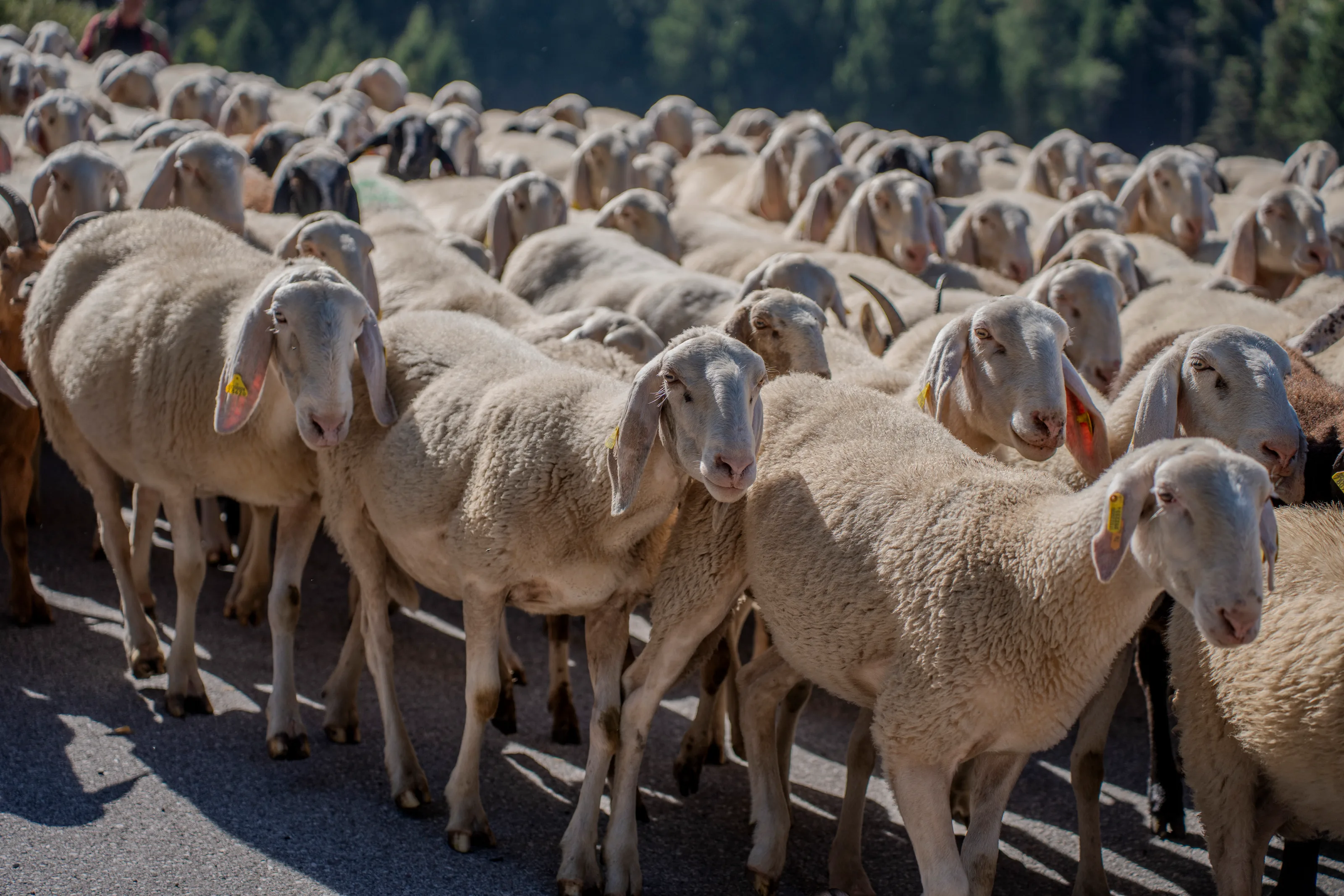 Un gregge di pecore che scende lungo la strada