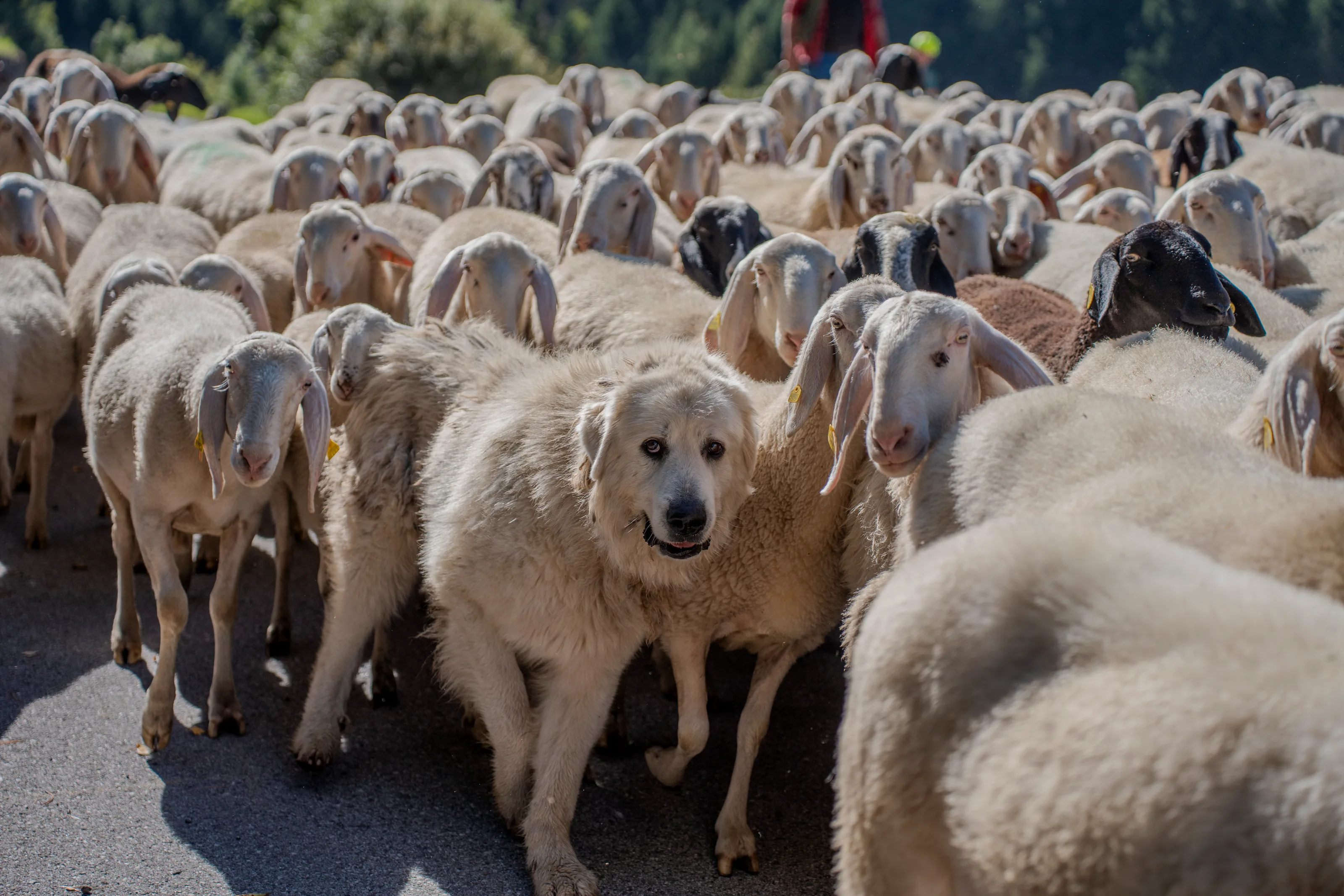 Il gregge di pecore compatto sulla strada, con il cane da pastore bianco al centro