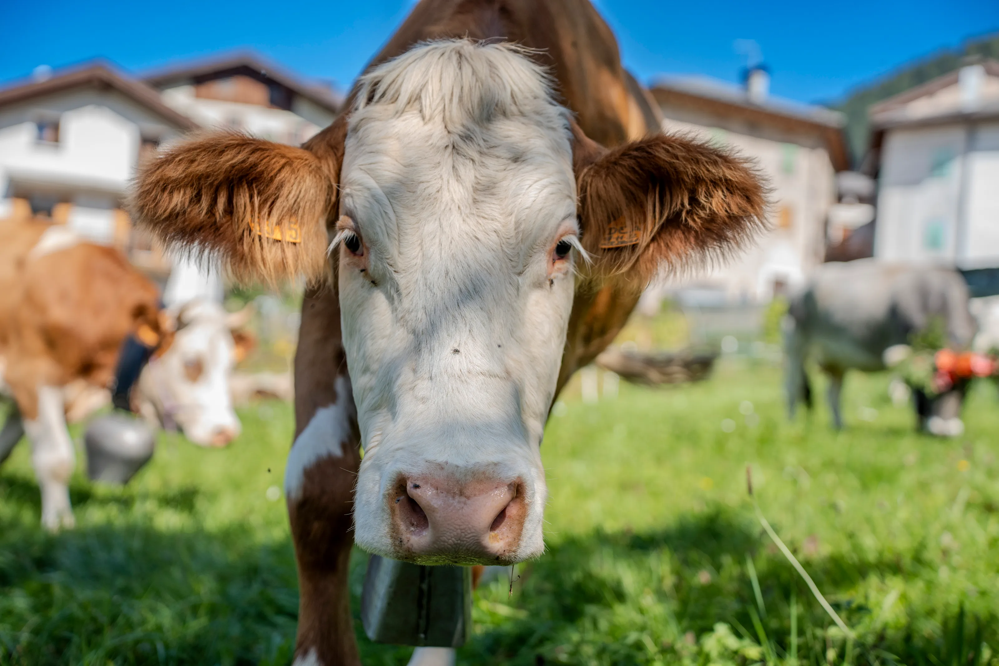 Primo piano frontale di una mucca che guarda dritto nell'obiettivo, il prato alle spalle