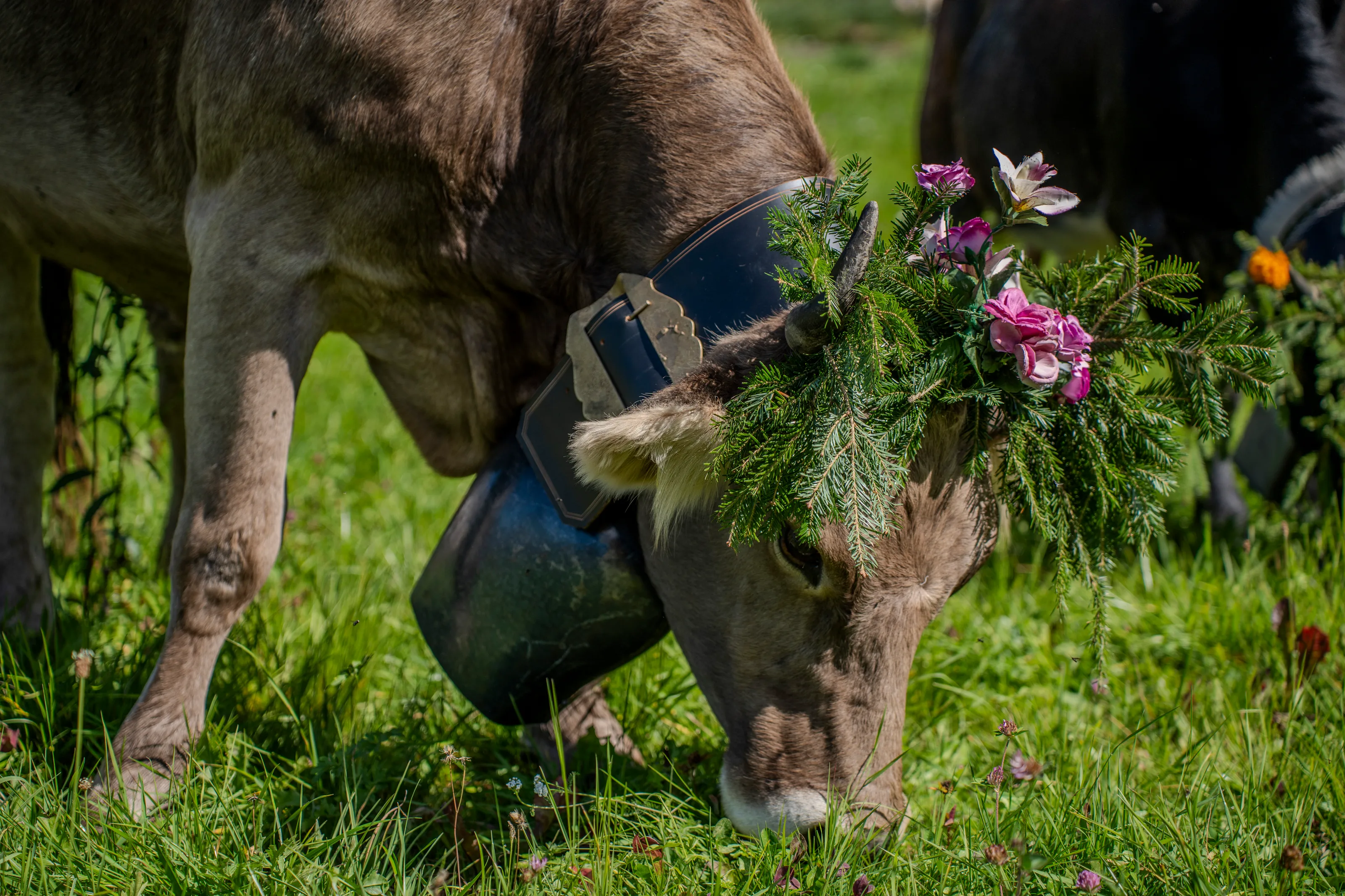 Animali al pascolo in un prato dell’altopiano