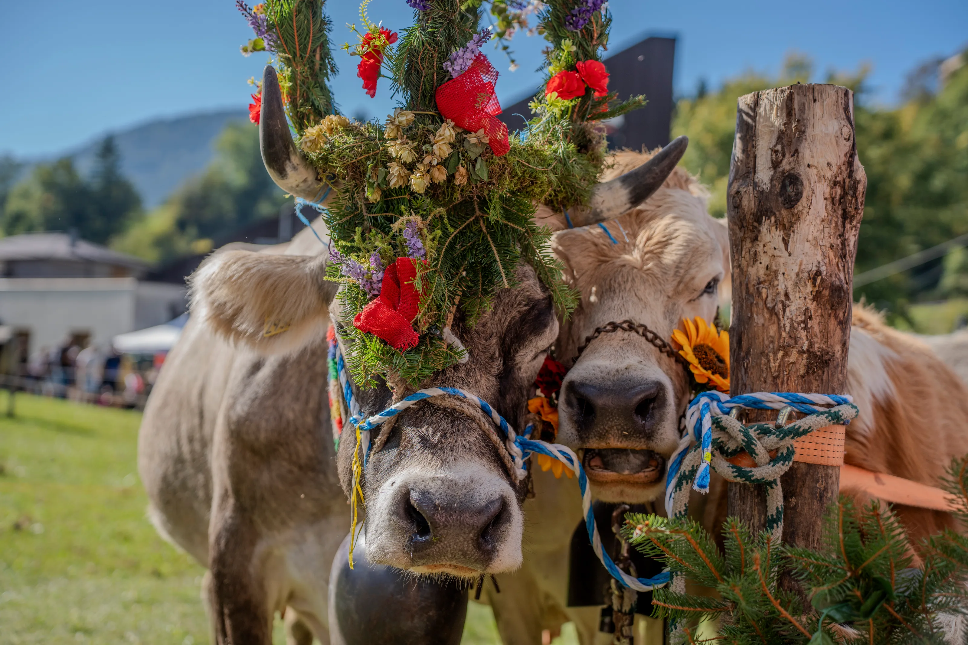 Primo piano frontale di una mucca con una grande corona di fiori rossi e girasoli