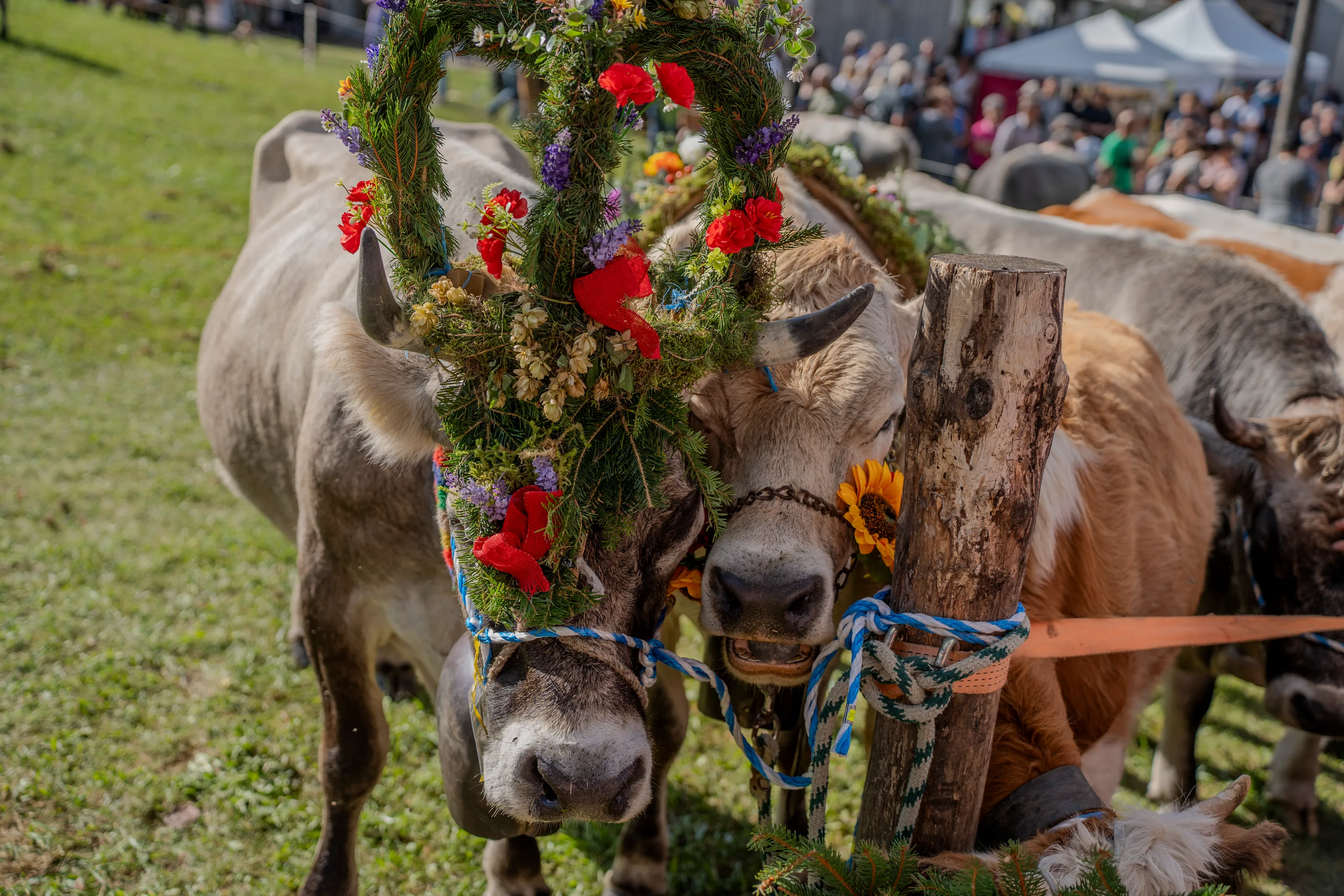 Mucca con una corona di fiori vista di fronte, durante una Desmalgada