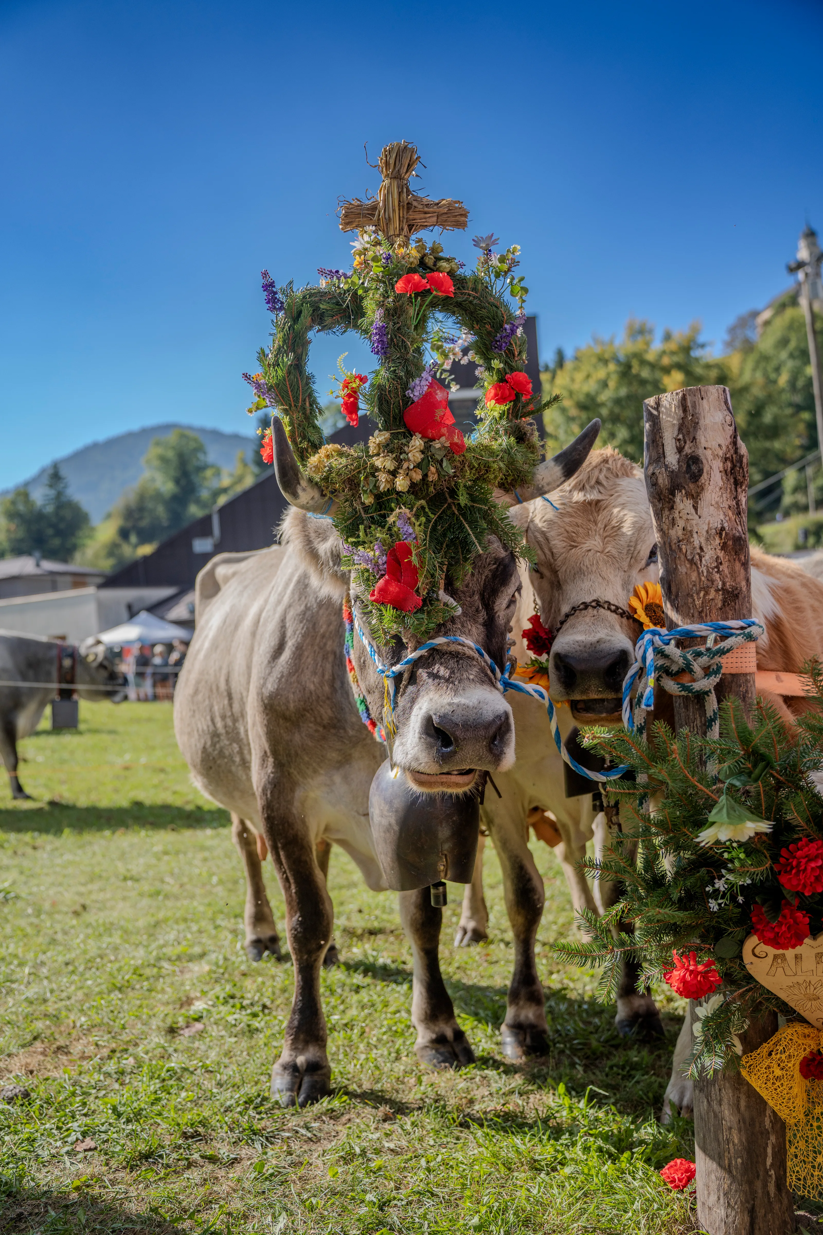 Due mucche con corone di fiori sormontate da una croce di paglia intrecciata, la montagna e il cielo alle spalle