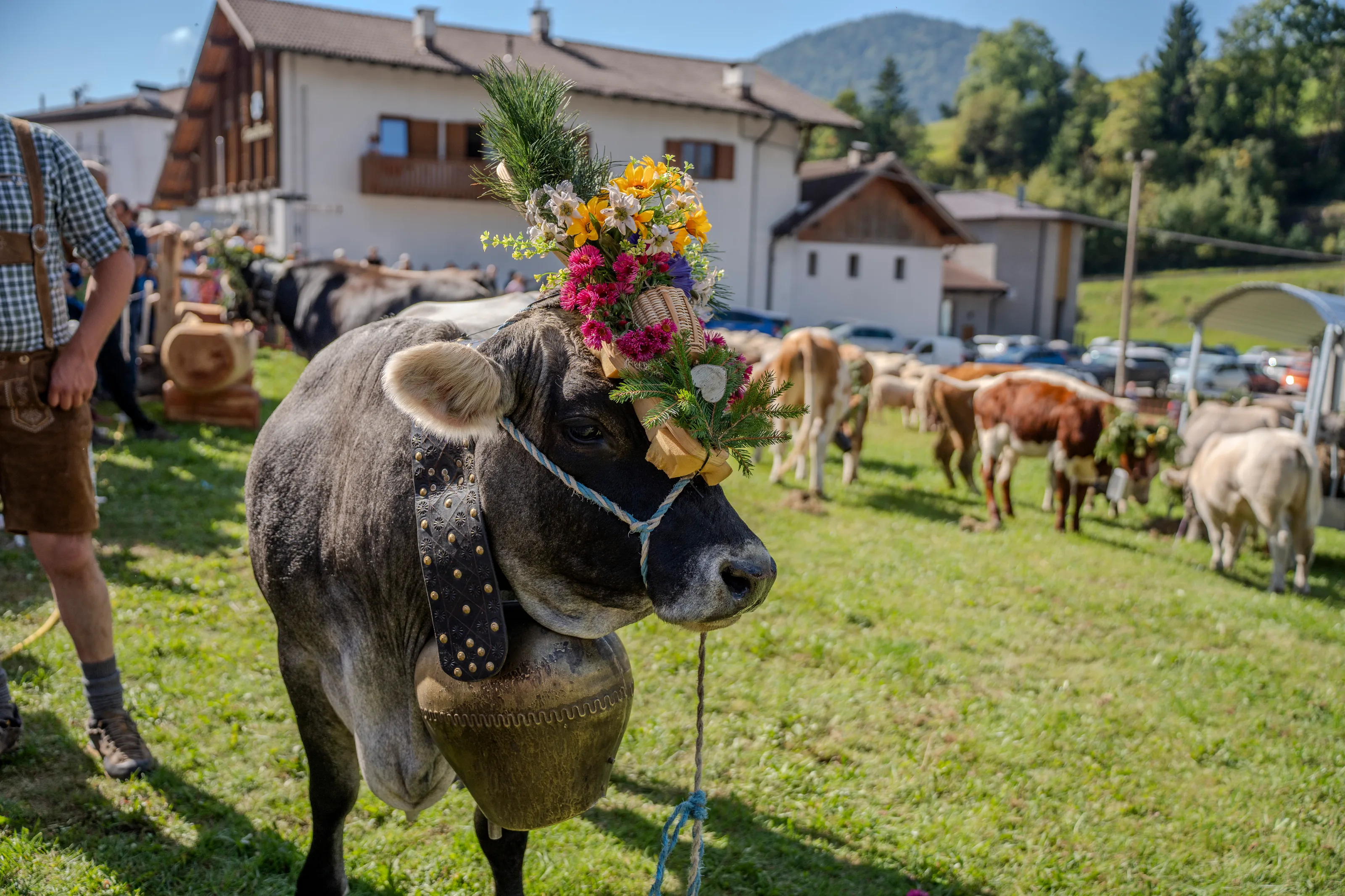 Una mucca con la corona di fiori misti e il campanaccio al collo, sul prato davanti alle case