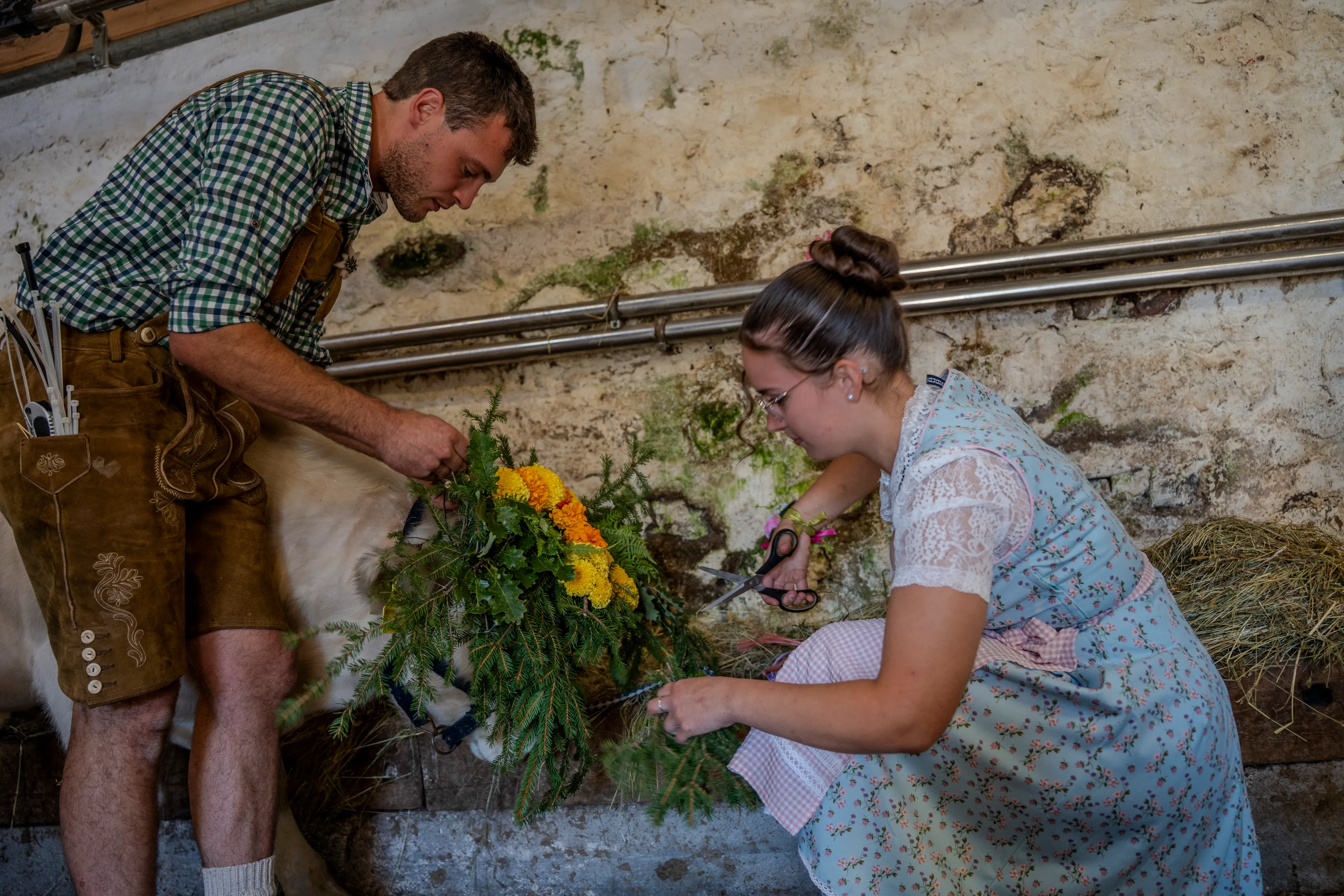 Un uomo e una donna in abito tradizionale legano la corona di fiori alla mucca, dentro la stalla