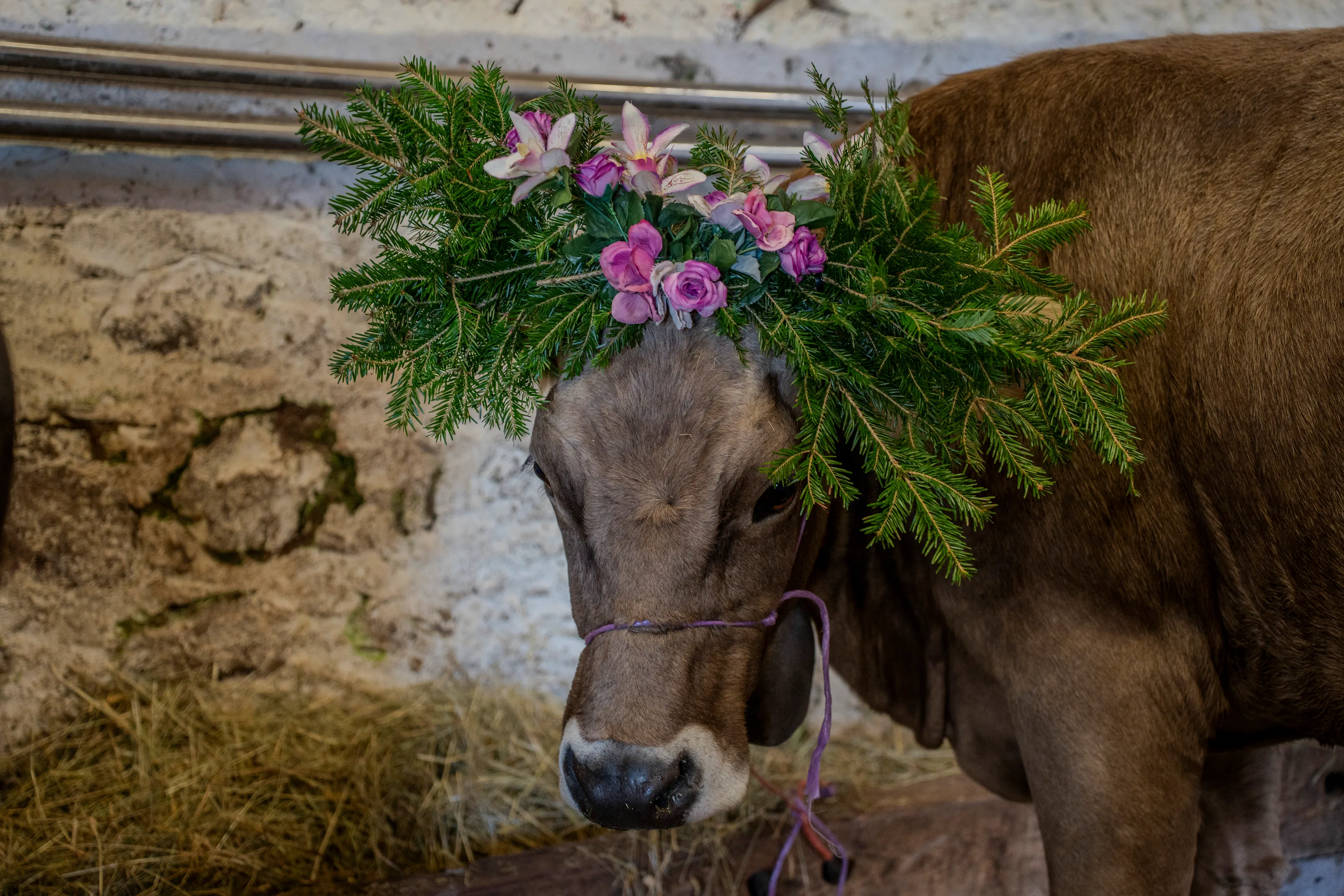 Una mucca con una corona di gigli rosa e rami di conifera, ferma nella stalla contro un muro di pietra chiara
