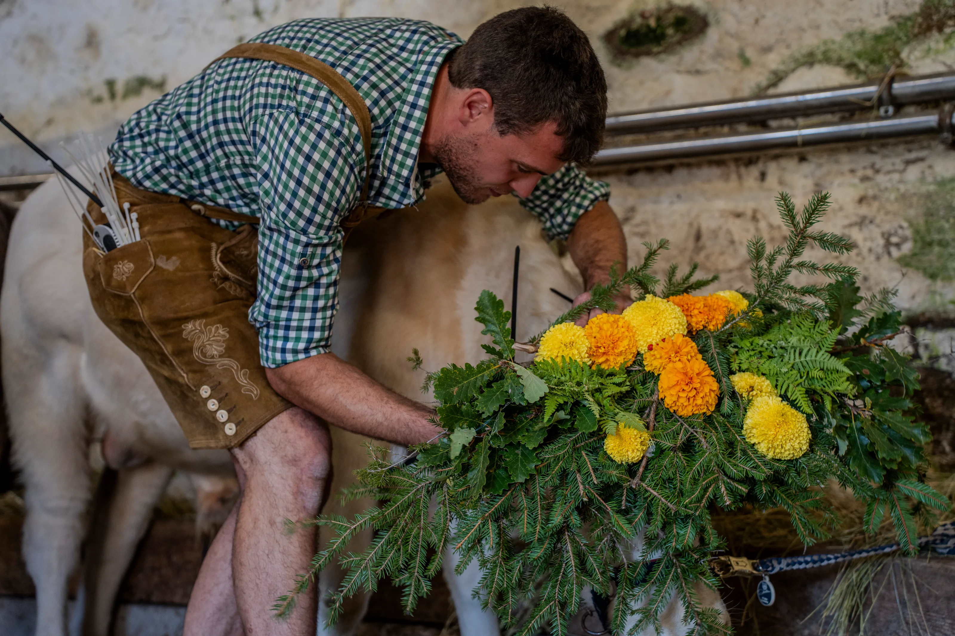 Un uomo solleva una corona di fiori gialli verso la testa della mucca