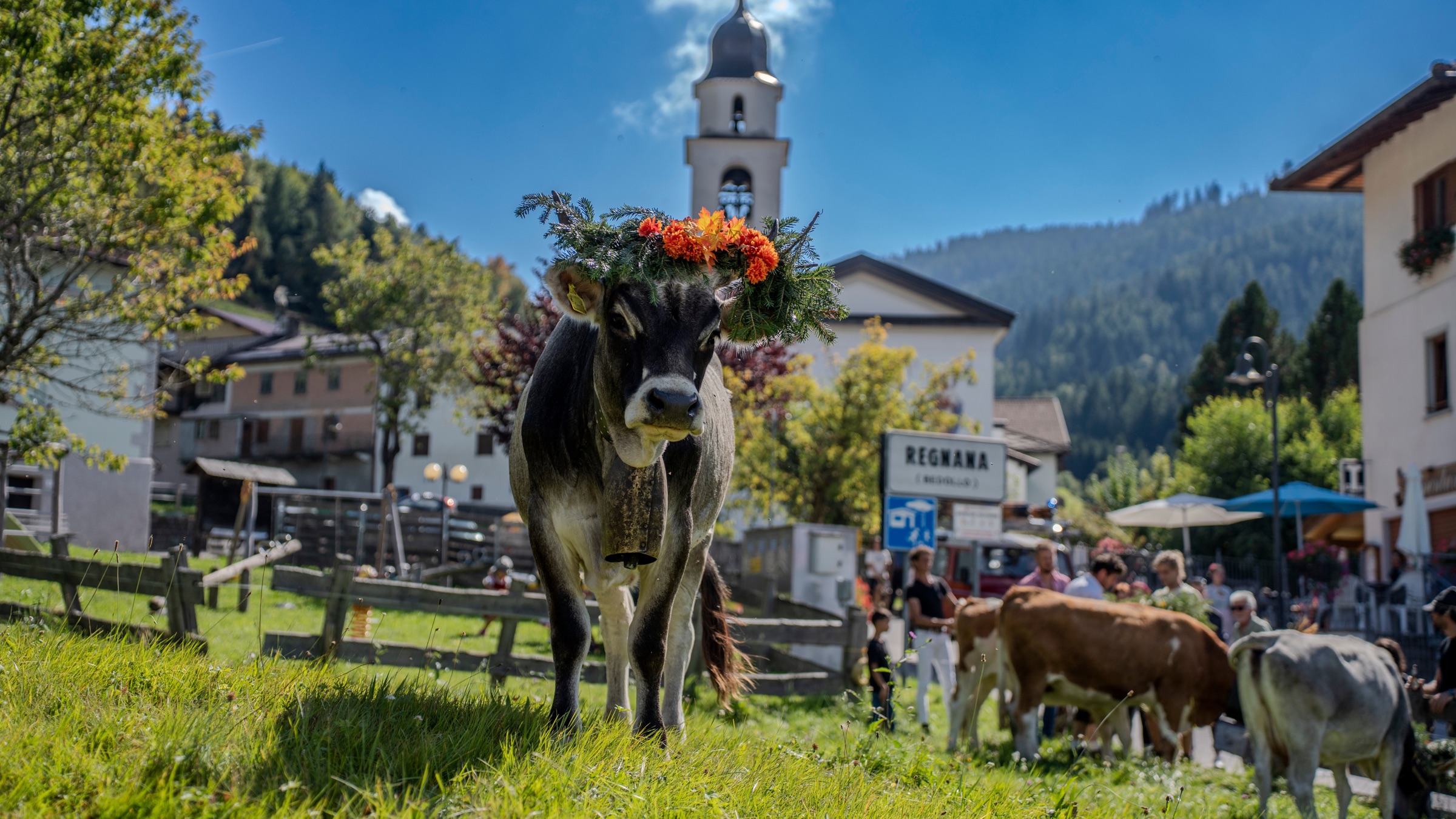 Mucca decorata con corona di fiori durante la tradizionale Desmalgada, con il campanile di Regnana sullo sfondo