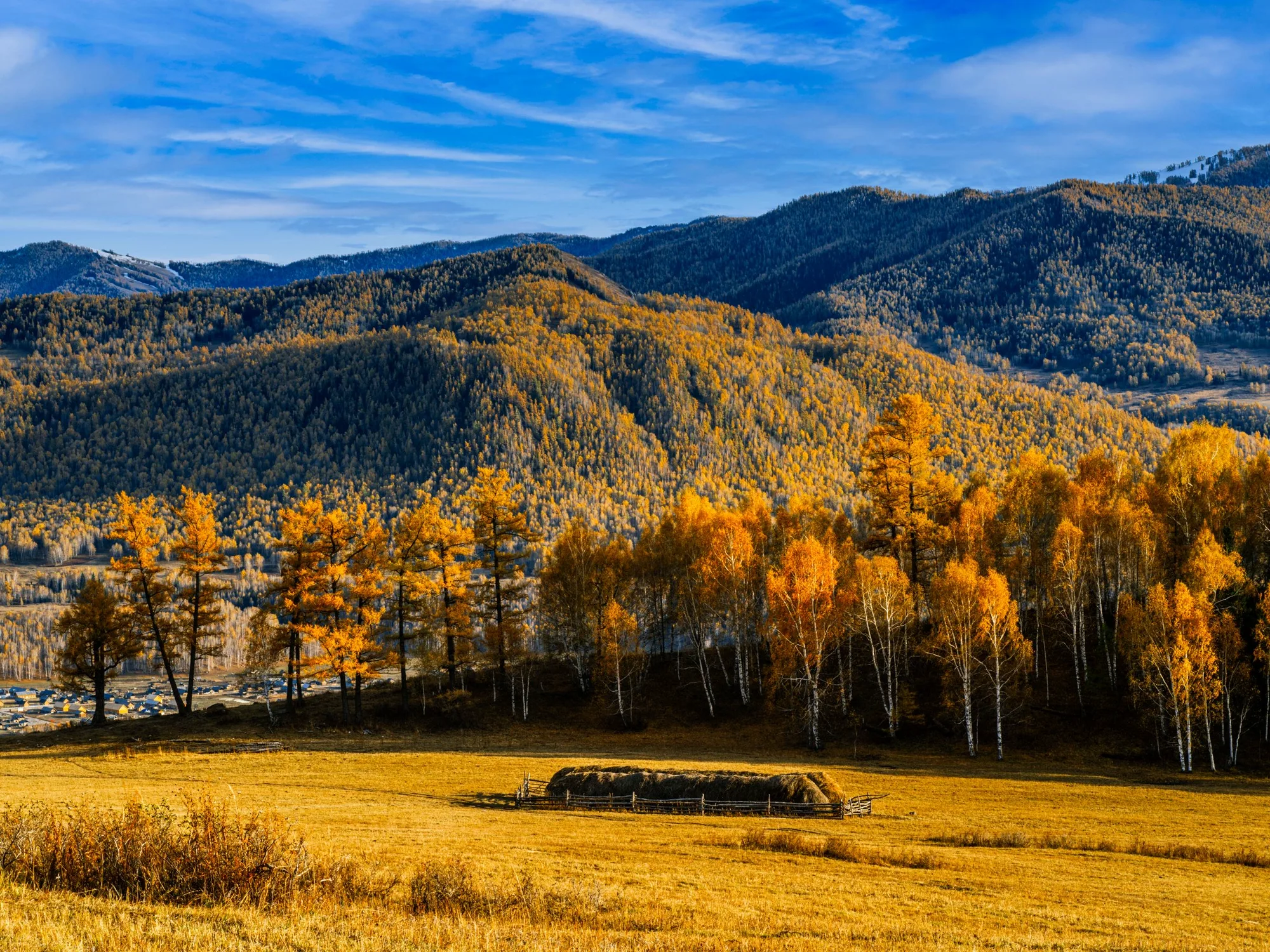 Un bosco di betulle dorate ai piedi delle montagne, all'alba