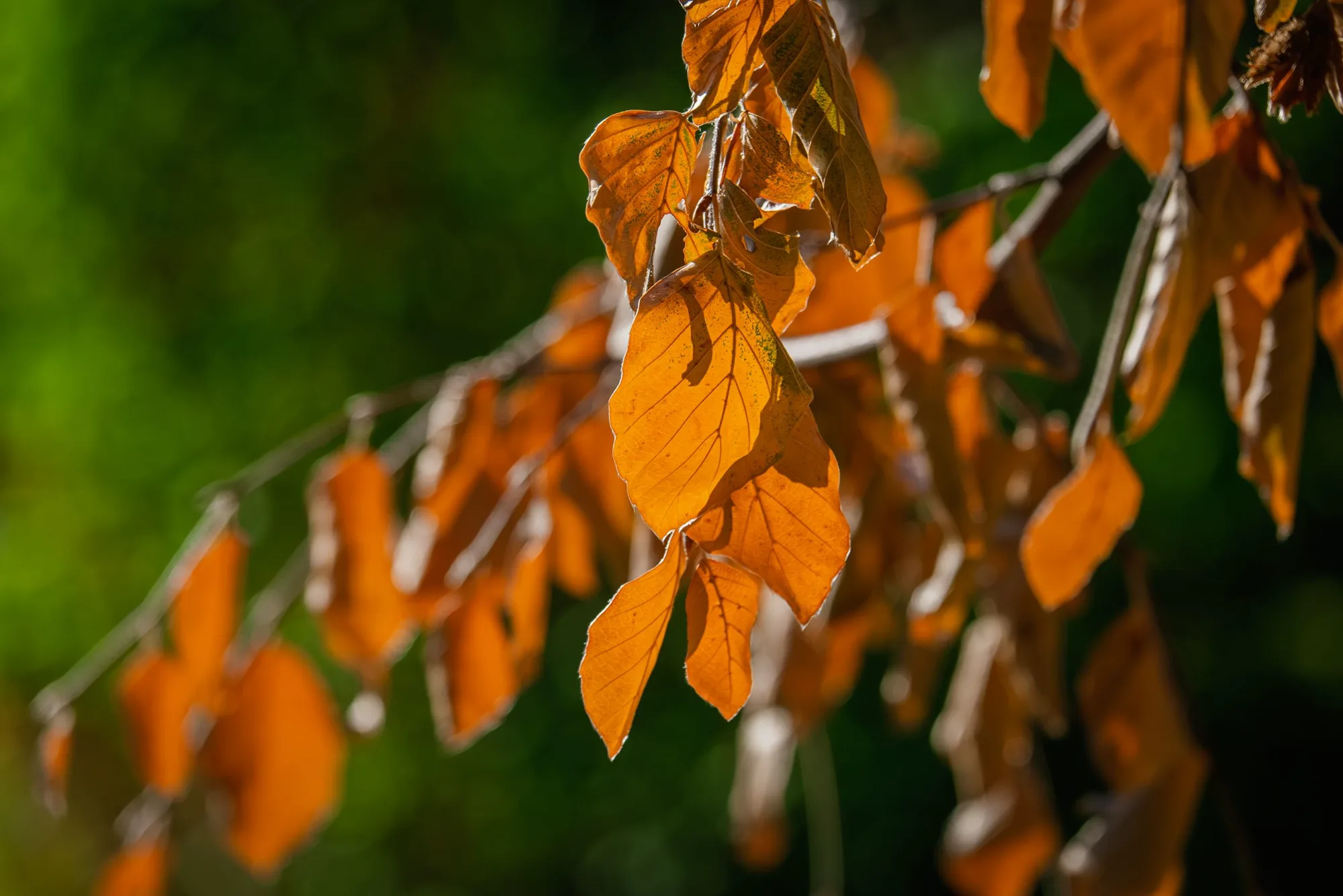 Un ramo di foglie che stanno virando dal verde all'arancio