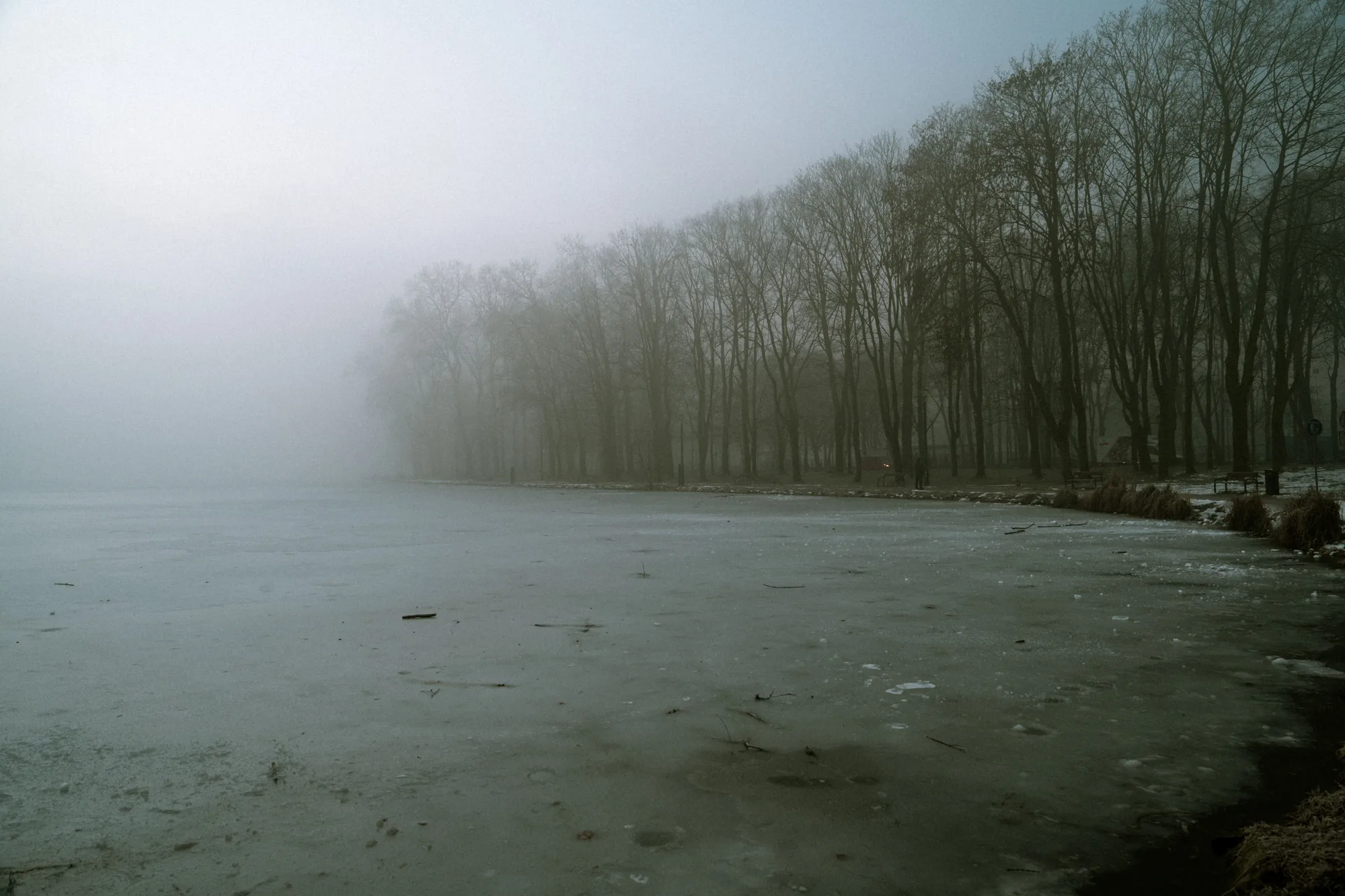 Un lago ghiacciato e gli alberi nella foschia, in una scena d'inverno
