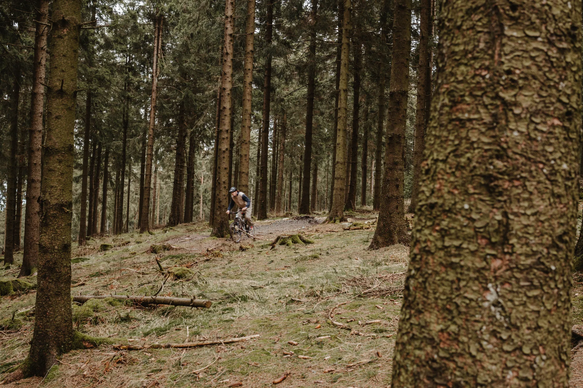 Un biker su un sentiero nel bosco, fra gli abeti