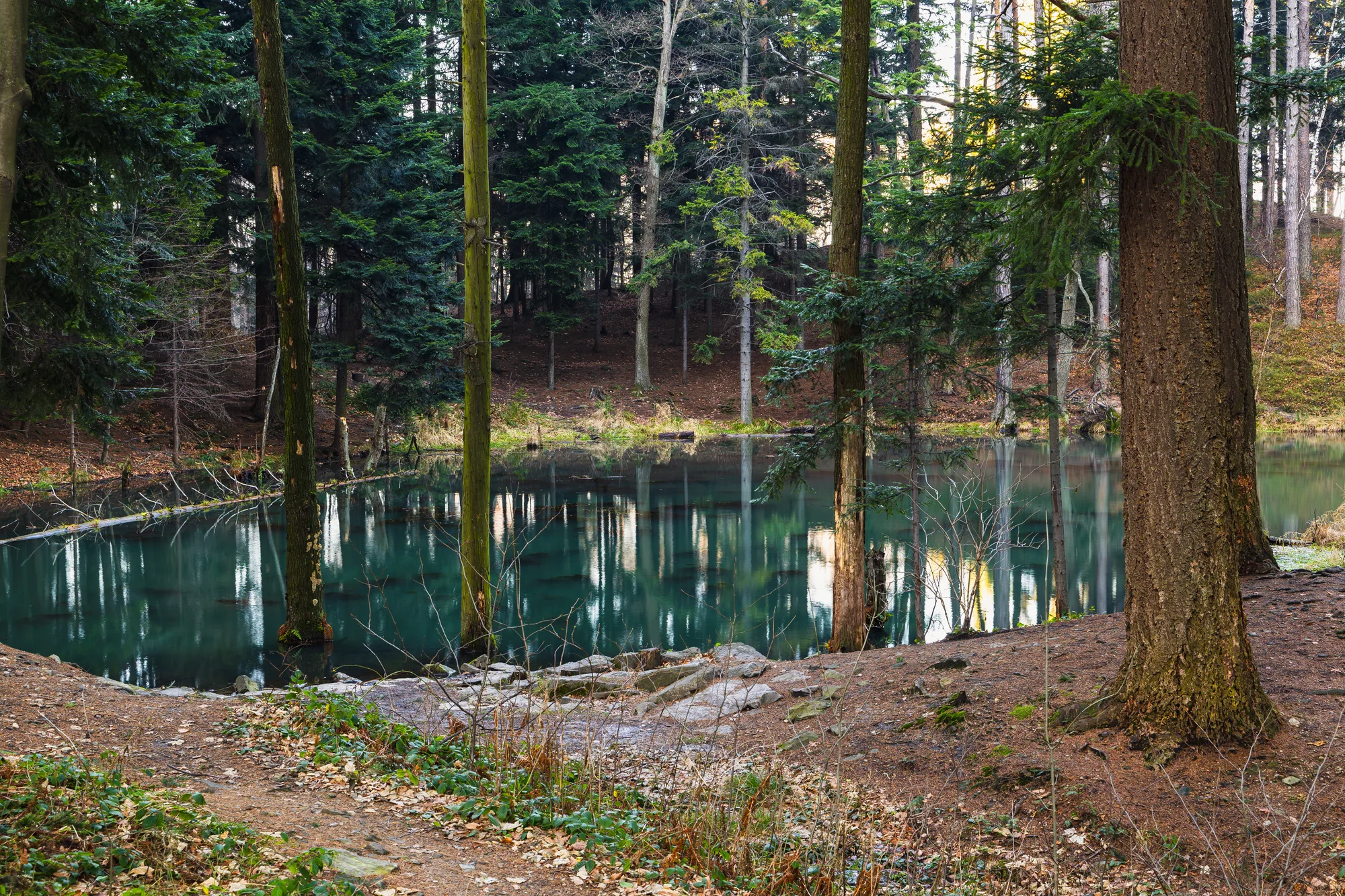 Uno stagno nel bosco di conifere, con i riflessi degli alberi