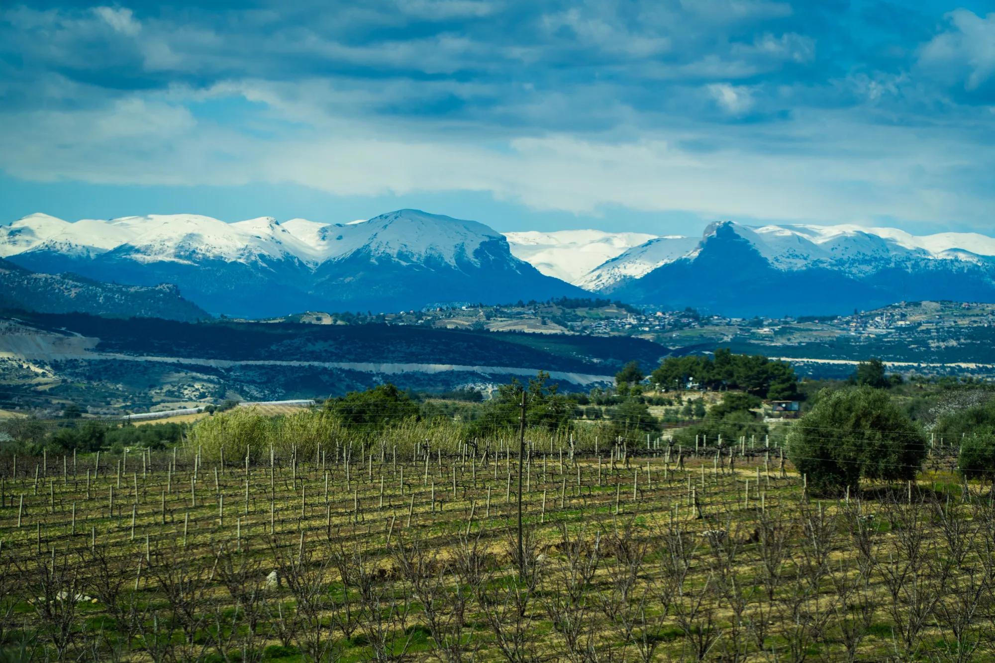 Un vigneto ampio con le montagne innevate sul fondo