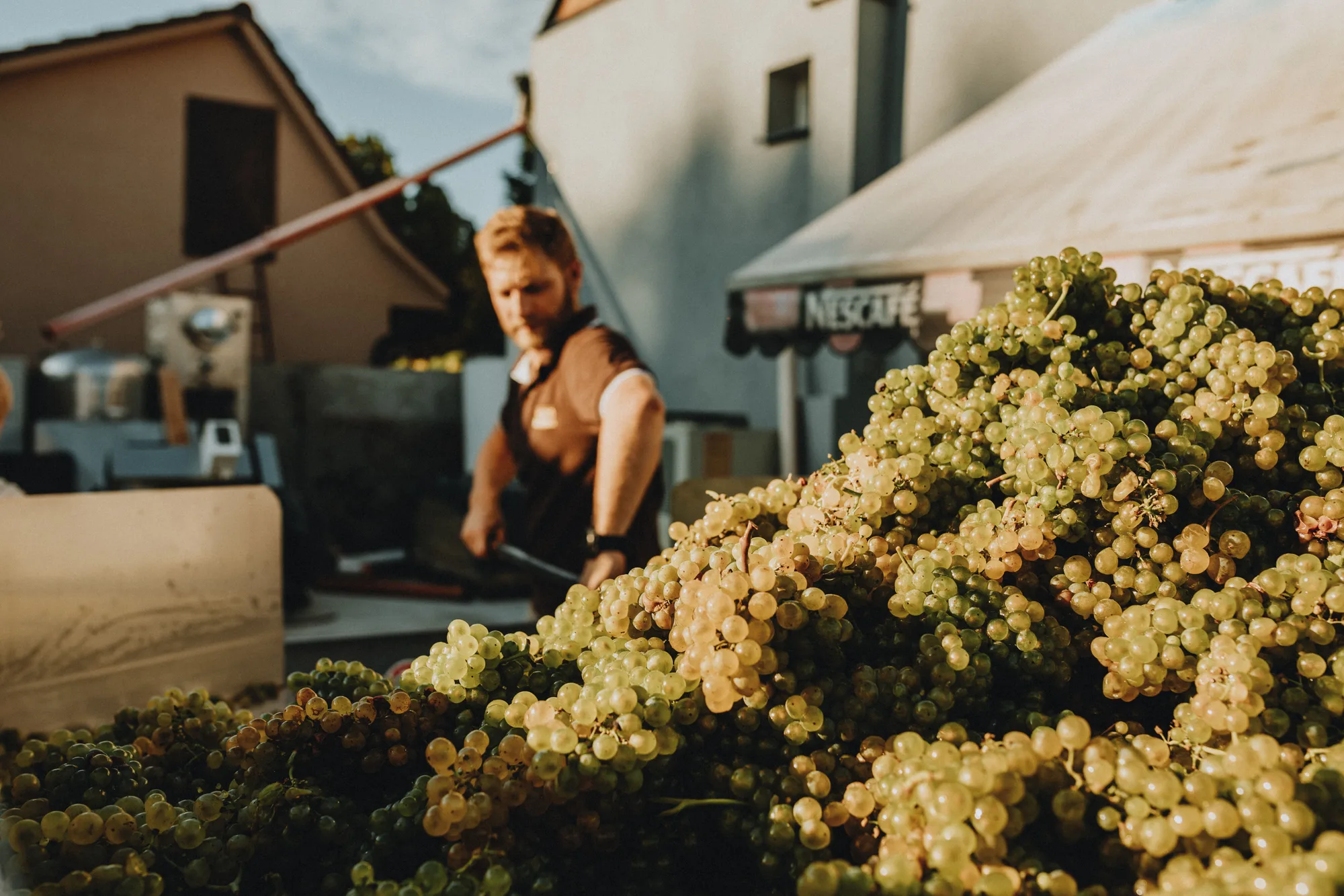 Uva raccolta al sole in un vigneto, con un lavoratore sullo sfondo