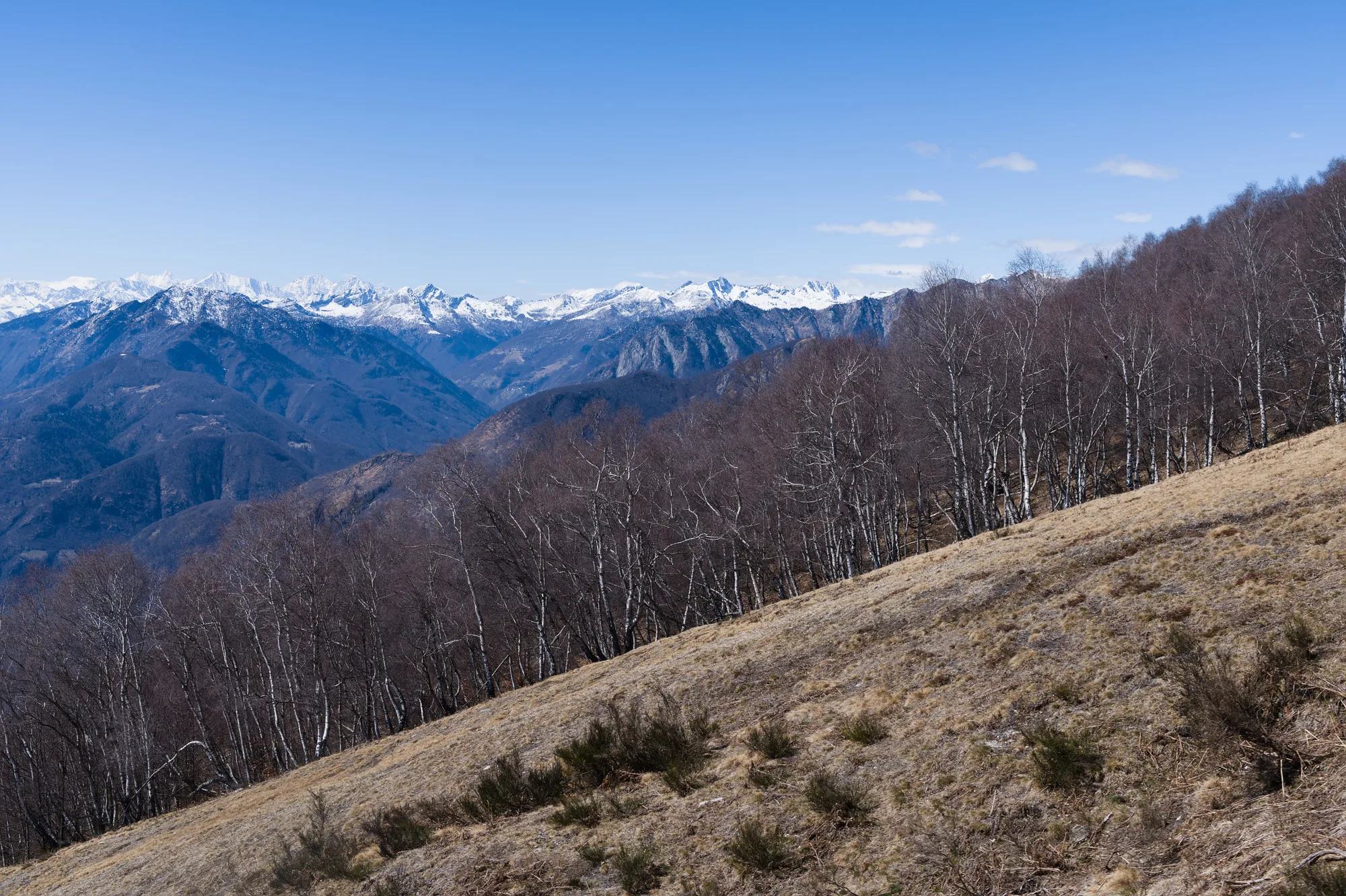 Un paesaggio alpino con le betulle e le cime innevate
