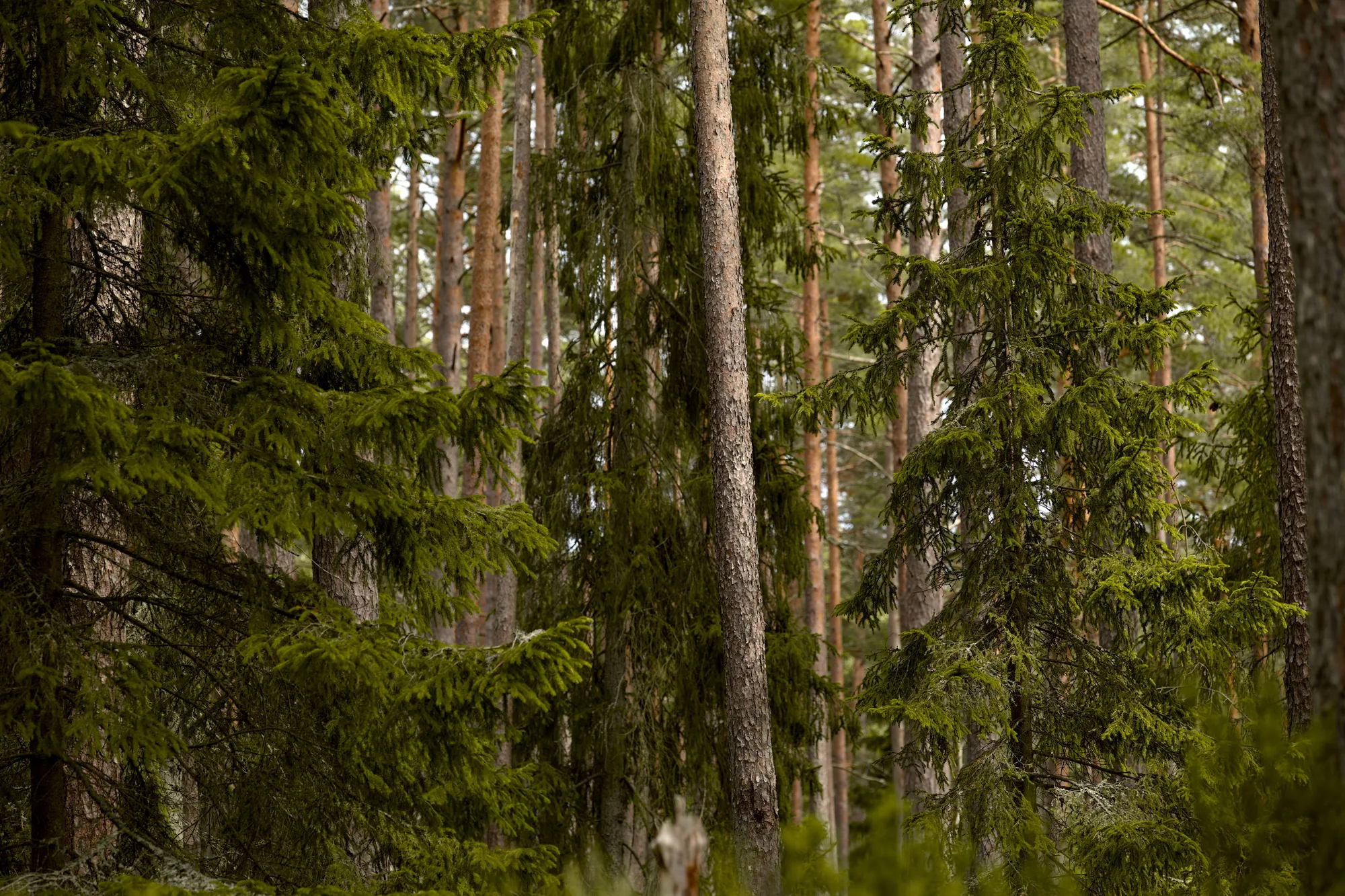 Abeti alti in un bosco