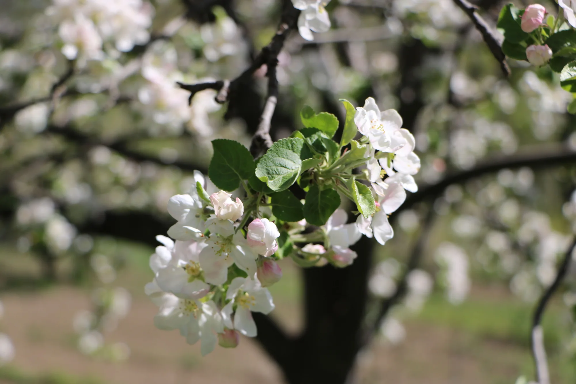 Fiori di melo bianchi in piena fioritura, in una giornata di primavera