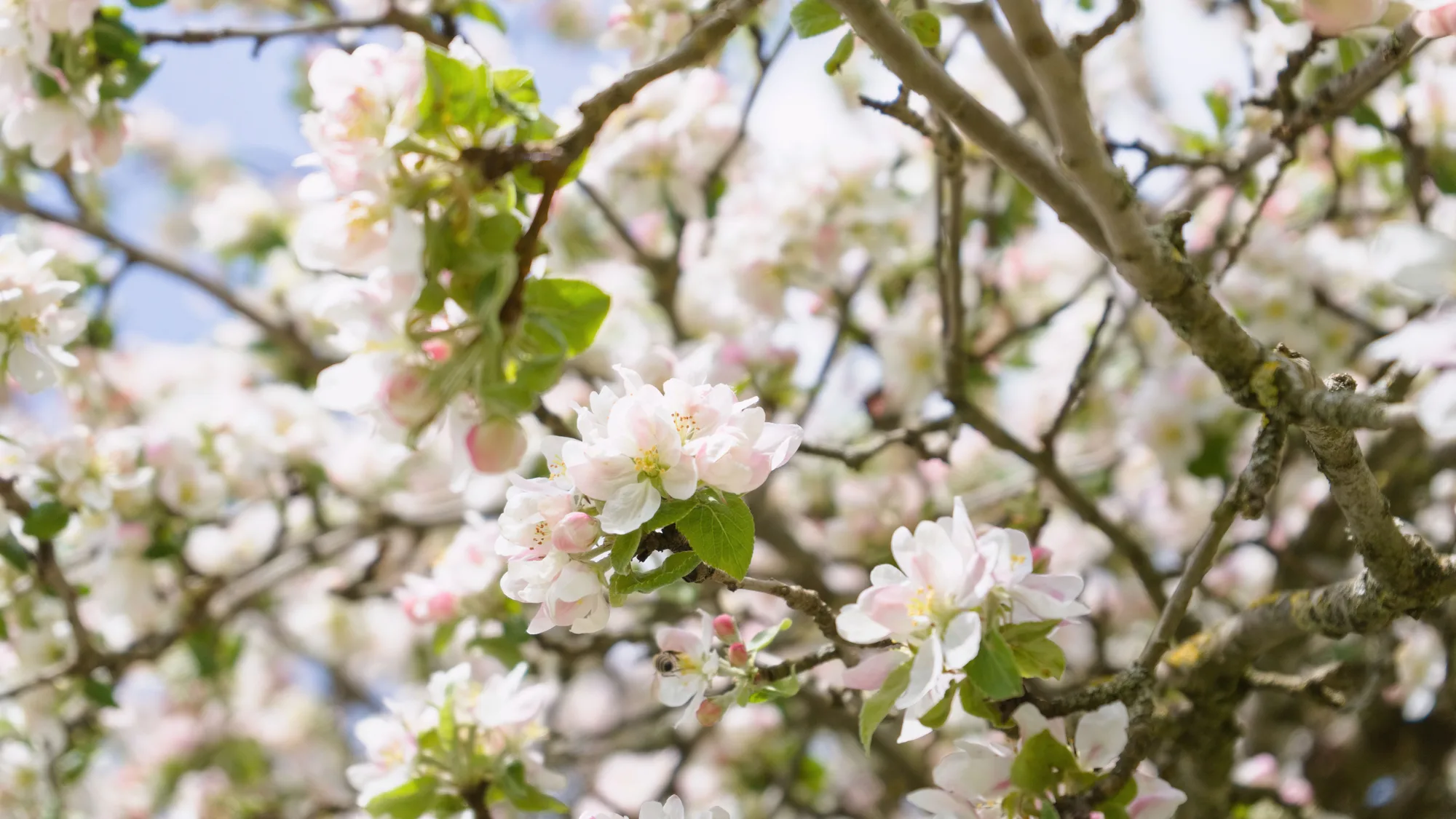 Fiori di melo sui rami, in primavera