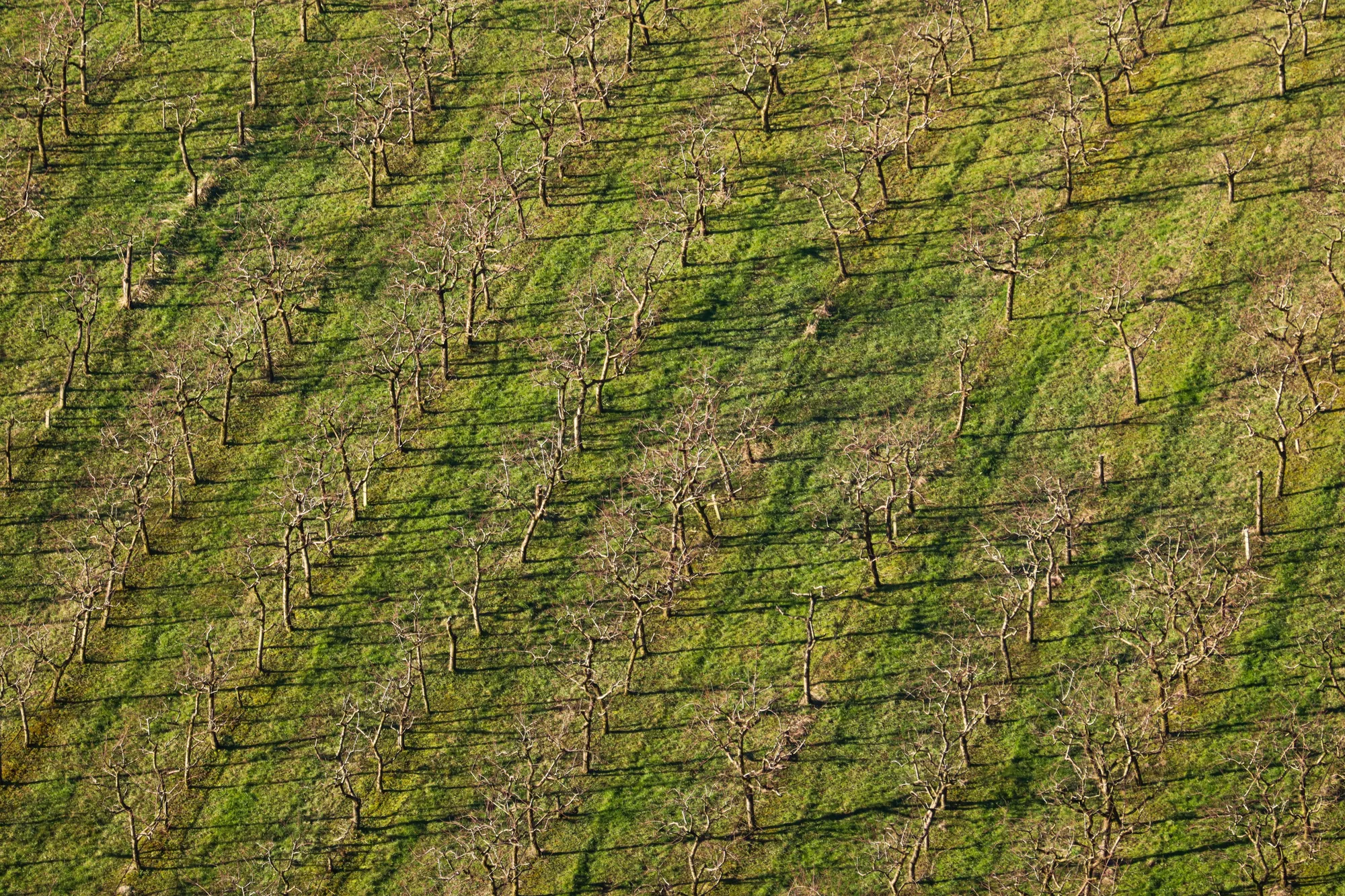 Veduta aerea di un frutteto d'inverno, con gli alberi spogli e le ombre lunghe