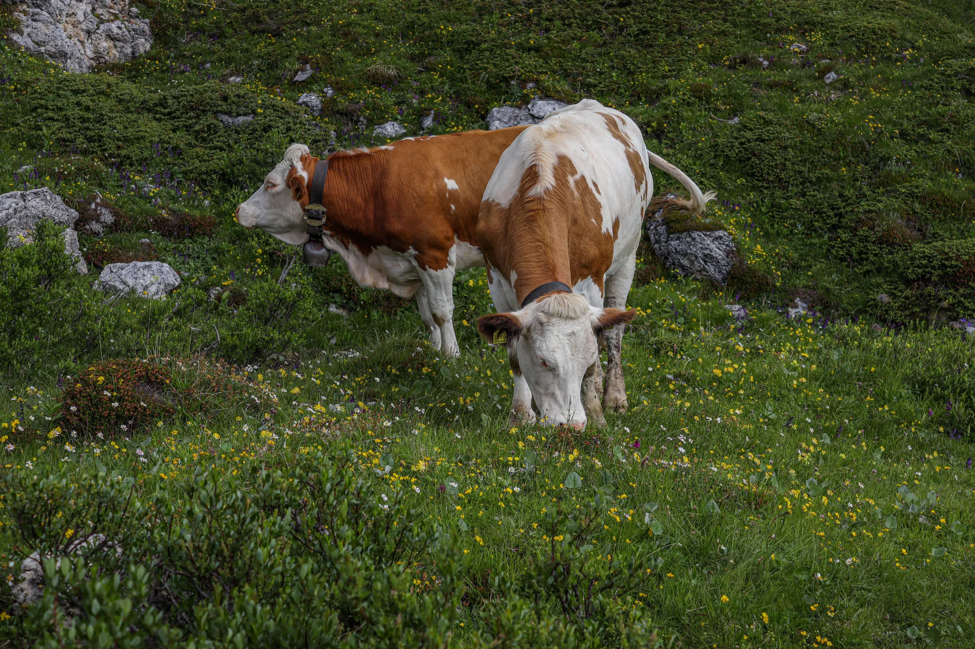 Due mucche al pascolo in un prato di montagna in fiore