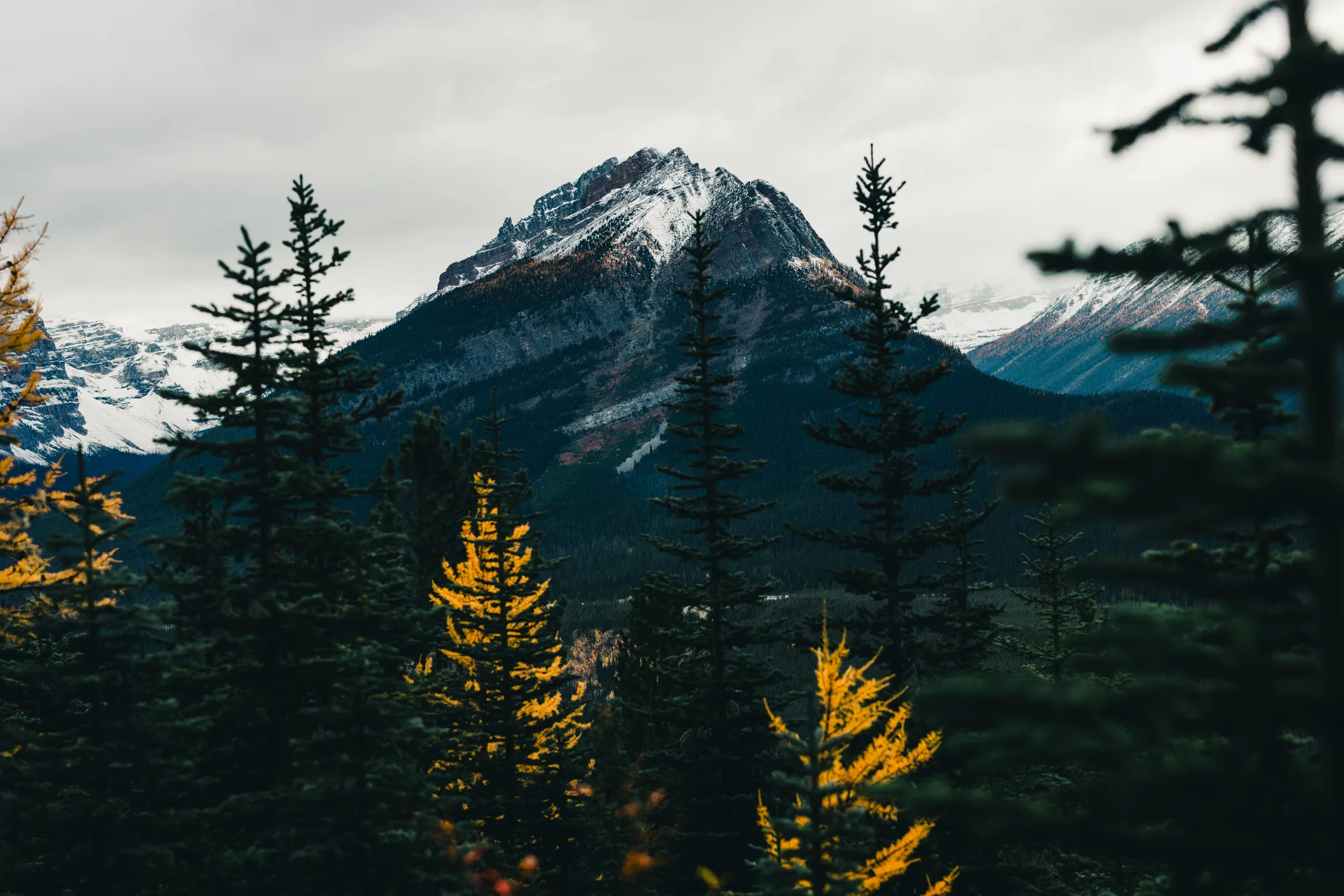 Un paesaggio di montagna con gli alberi d'autunno in primo piano