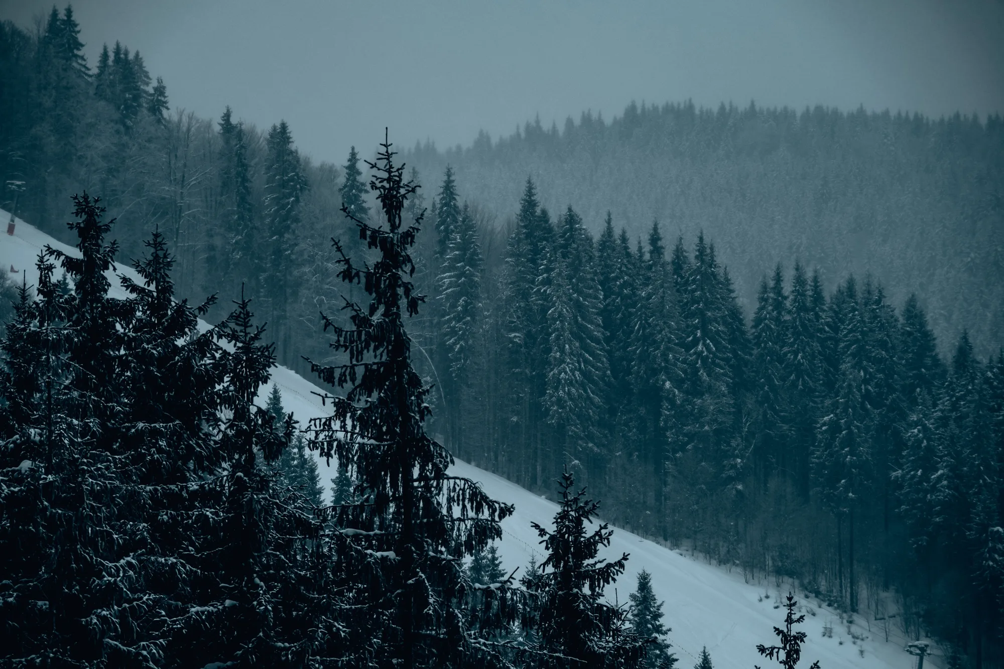Un pendio innevato e un bosco di conifere, in una giornata coperta