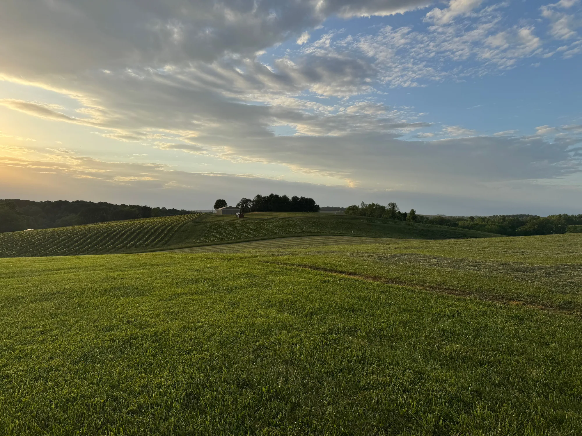 Il tramonto su colline verdi, con la sagoma di un albero