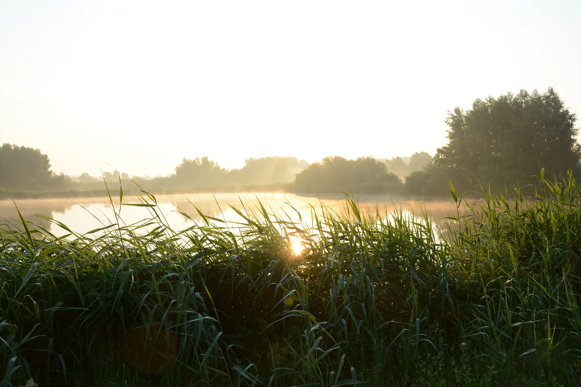L'alba su un lago calmo, con il verde e la foschia