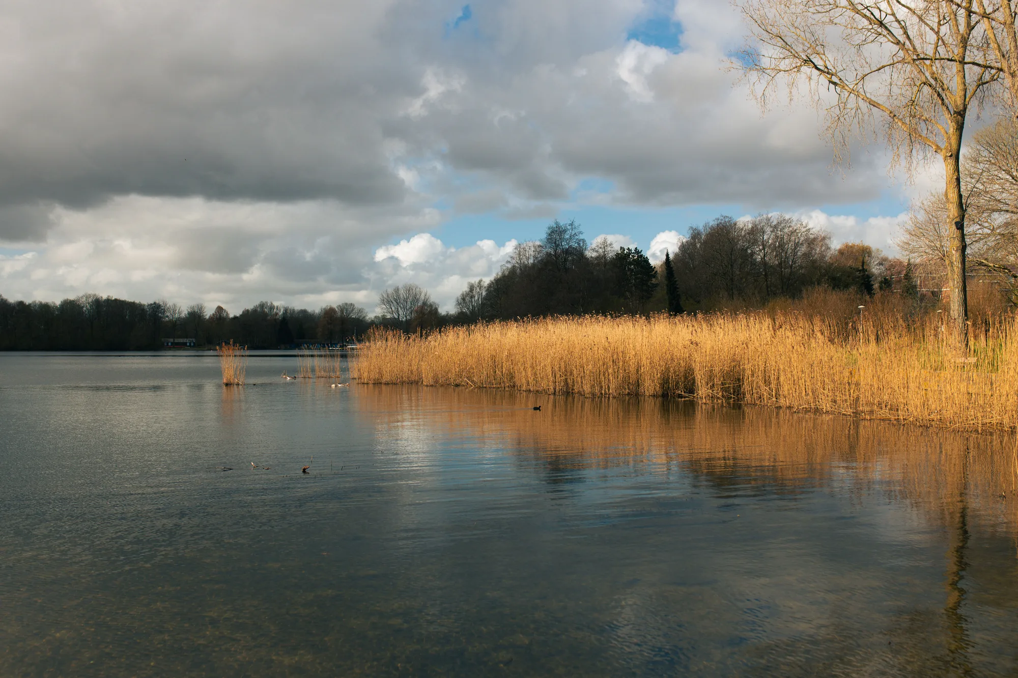 Un lago calmo con le canne dorate e le nuvole