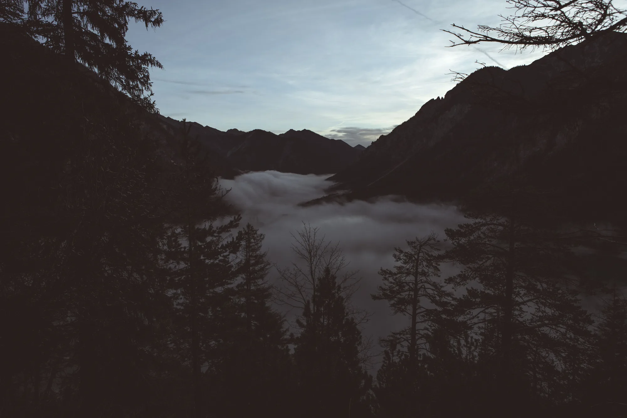 La nebbia su una valle all'alba, fra gli alberi controluce